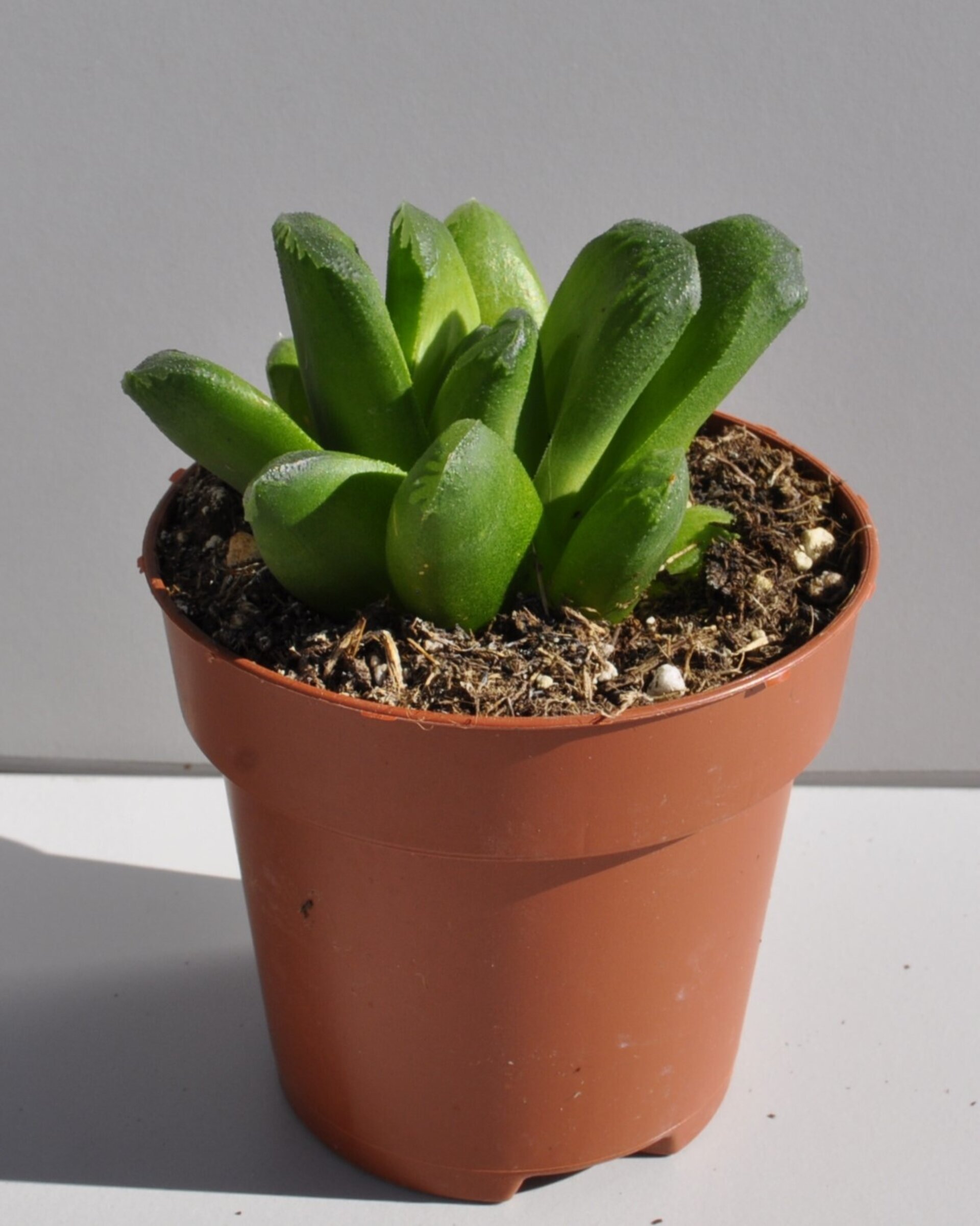 Haworthia cv. Tremenda - 2