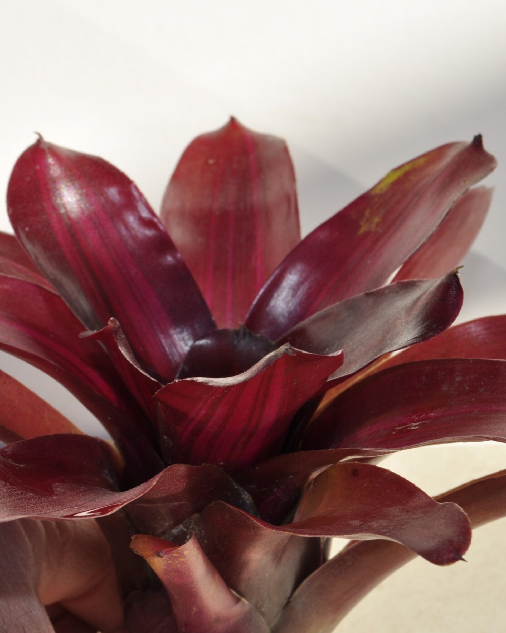 Neoregelia 'Iris' - 4