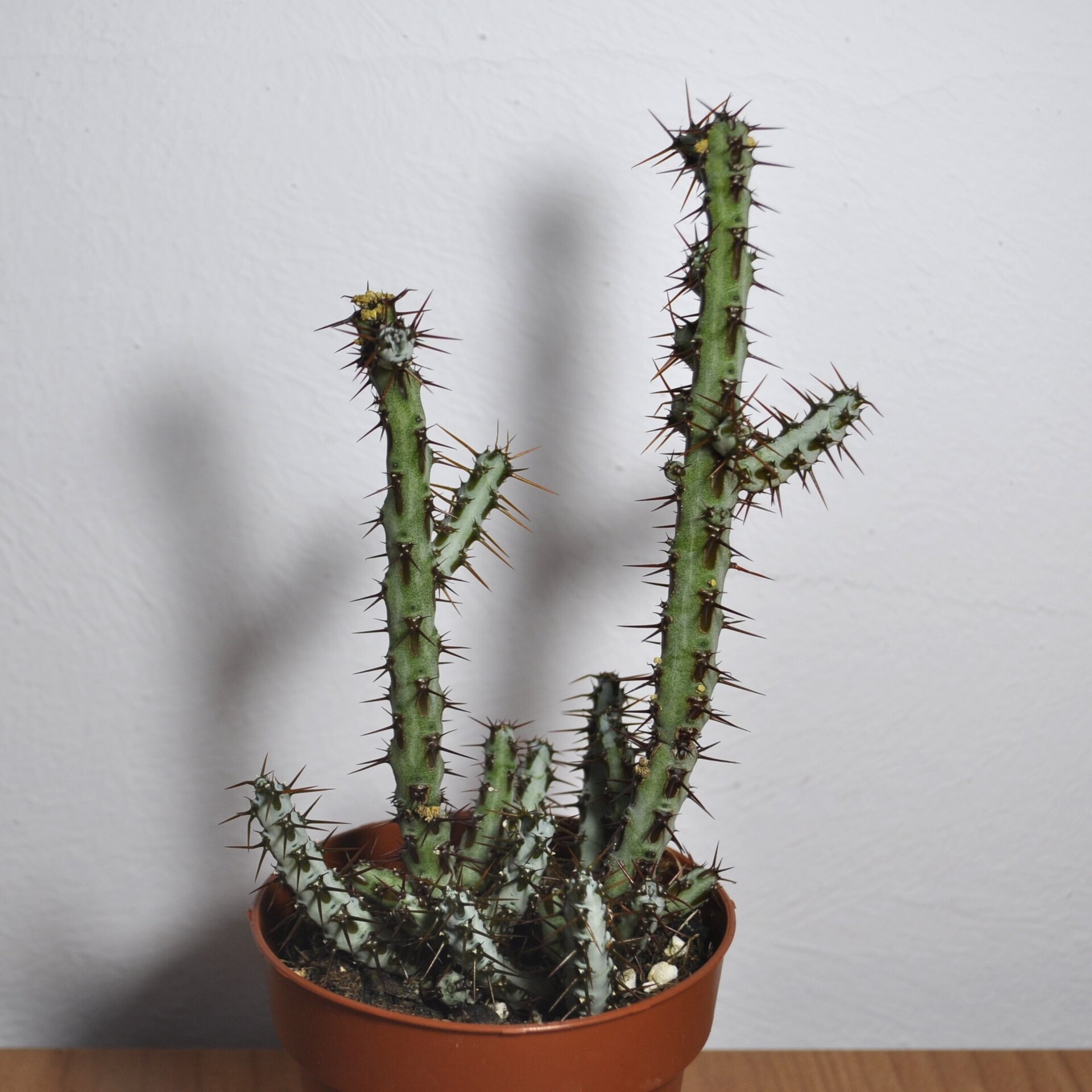 Euphorbia aeruginosa - 6