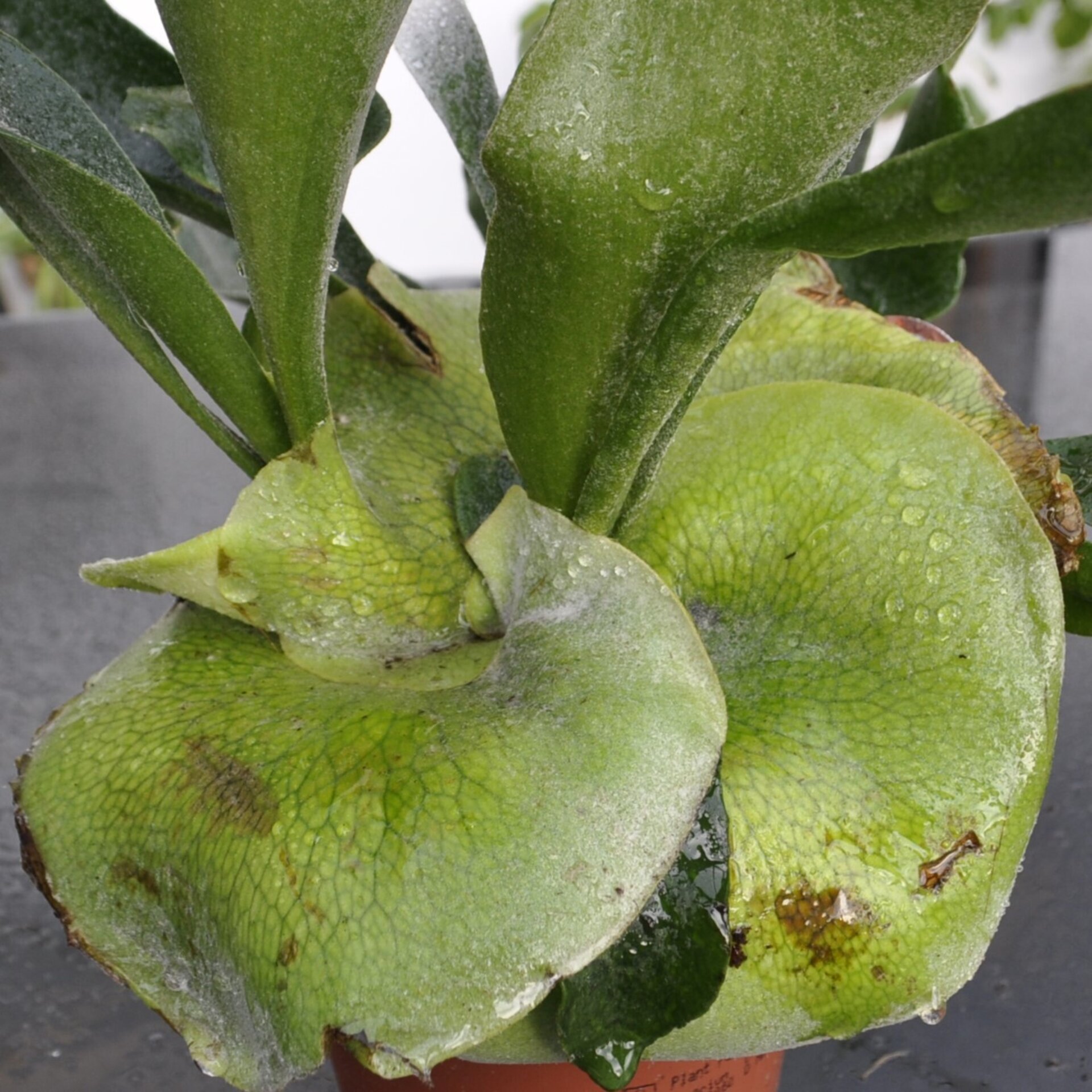 Platycerium bifurcatum (helecho cuerno de alce) - 2
