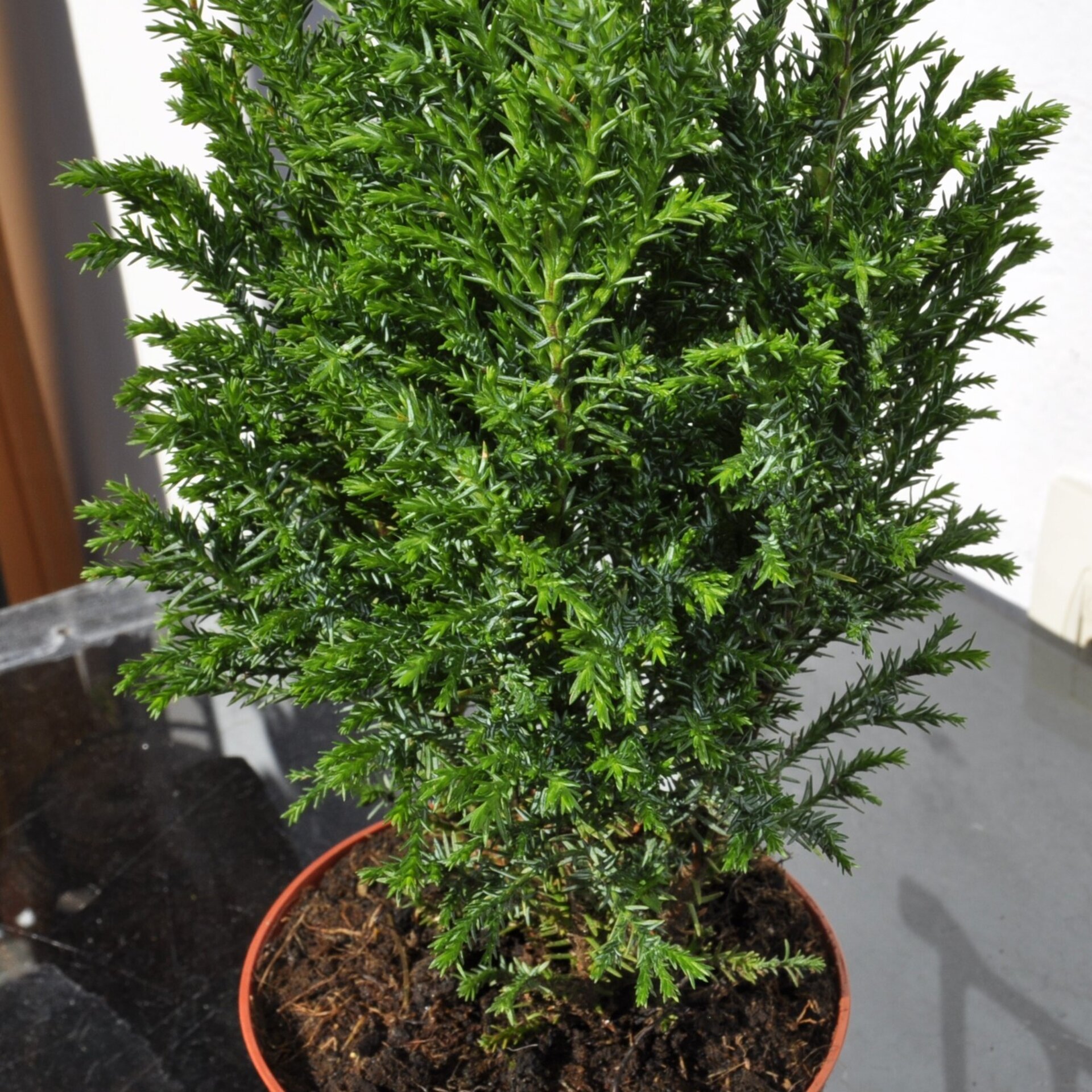 Chamaecyparis lawsoniana Ellwoodii (falso ciprés de Lawson) - 2
