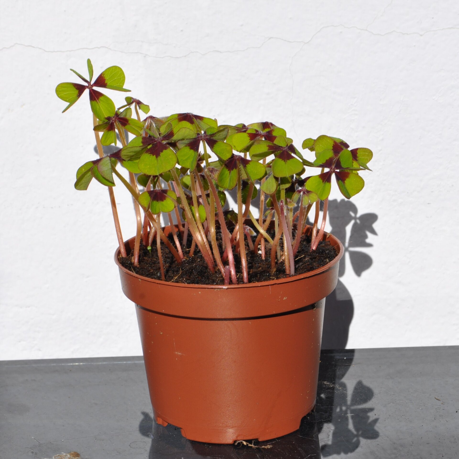 Oxalis deppei ("trébol" de cuatro hojas, cruz de hierro) - 2