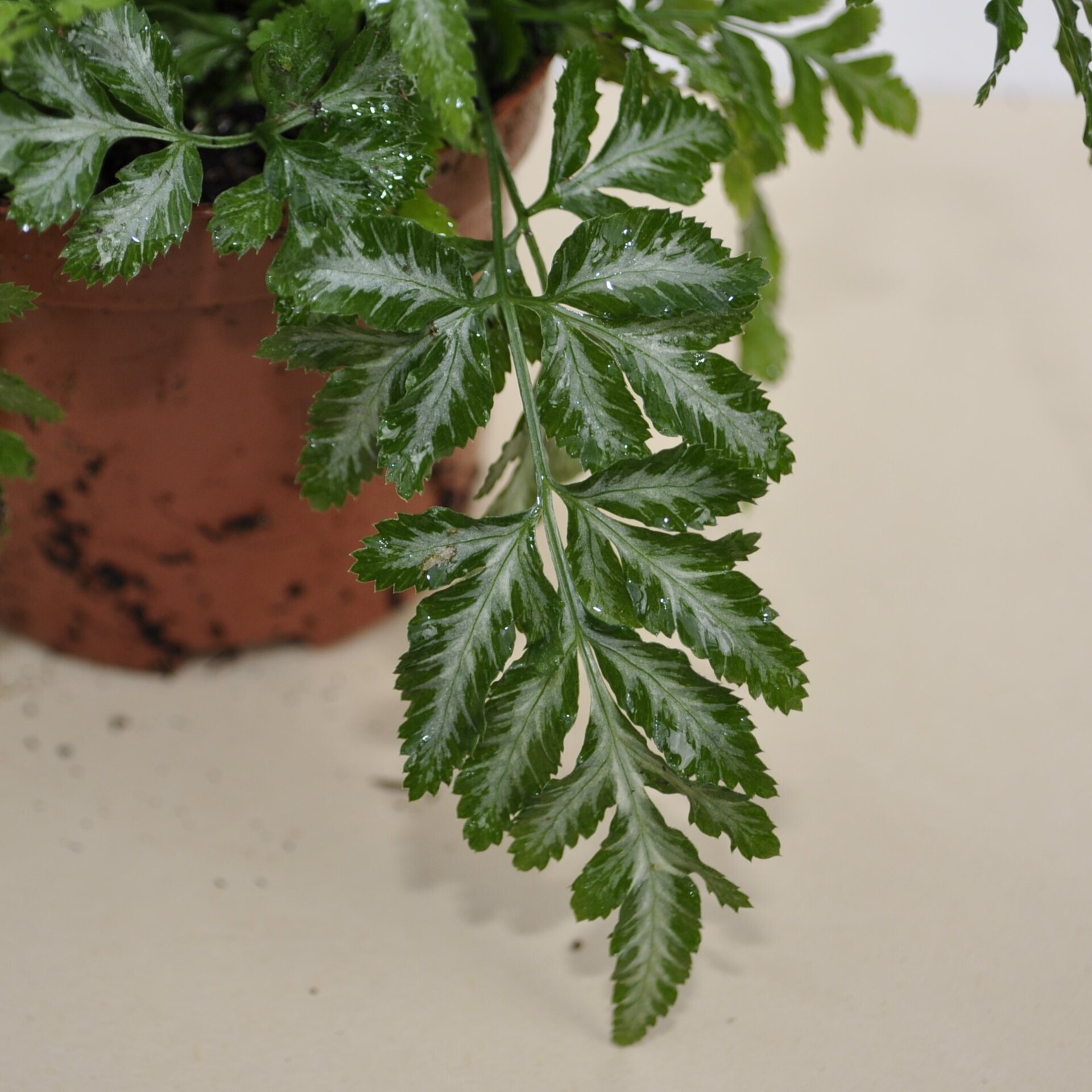Pteris ensiformis Evergemiensis (helecho temblón) - 3