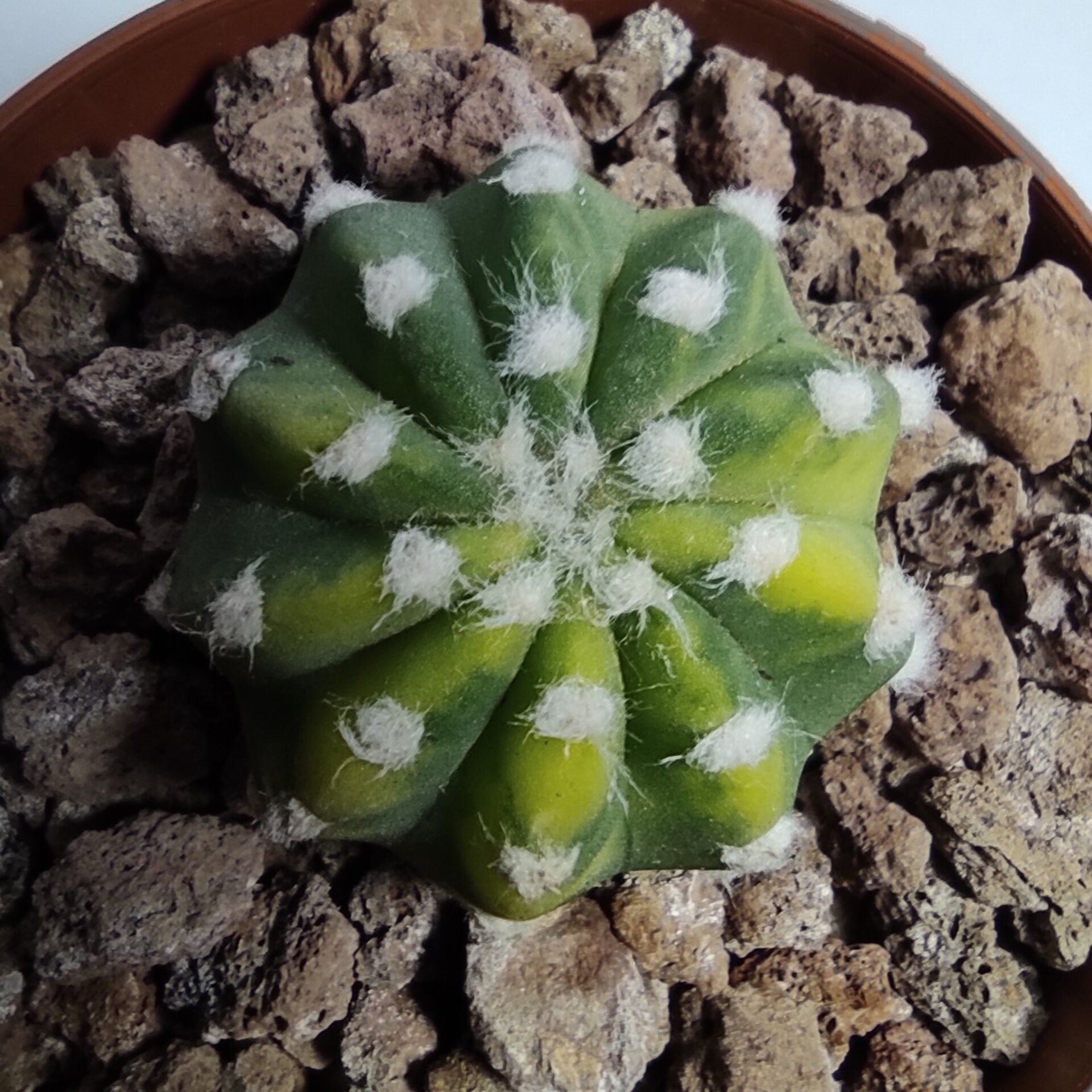 Echinopsis subdenudata Variegata M8,5 - 2