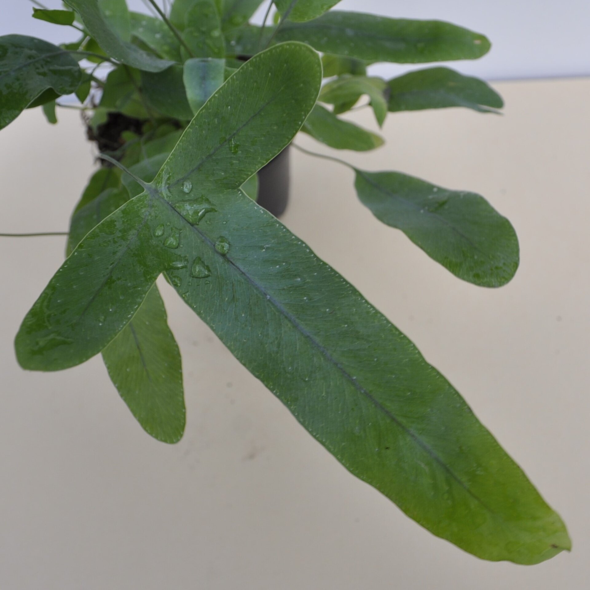 Phlebodium aureum 'Blue Star' (helecho azul) - 1