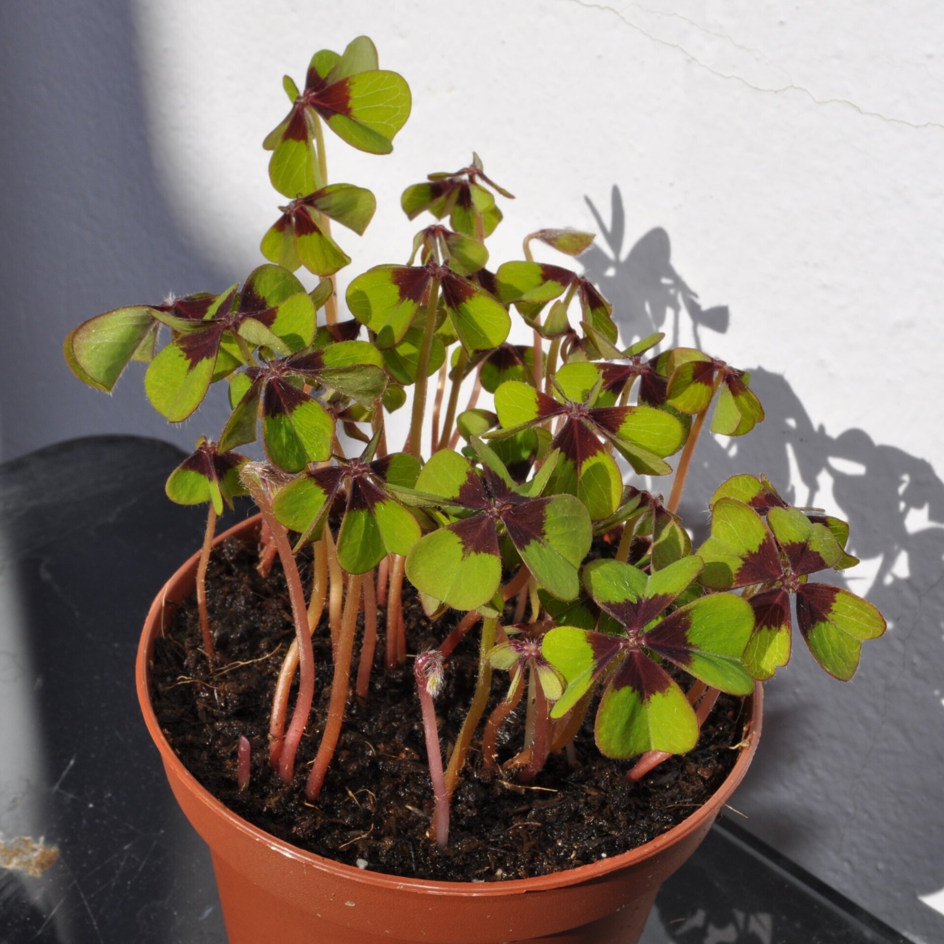 Oxalis deppei ("trébol" de cuatro hojas, cruz de hierro) - 5