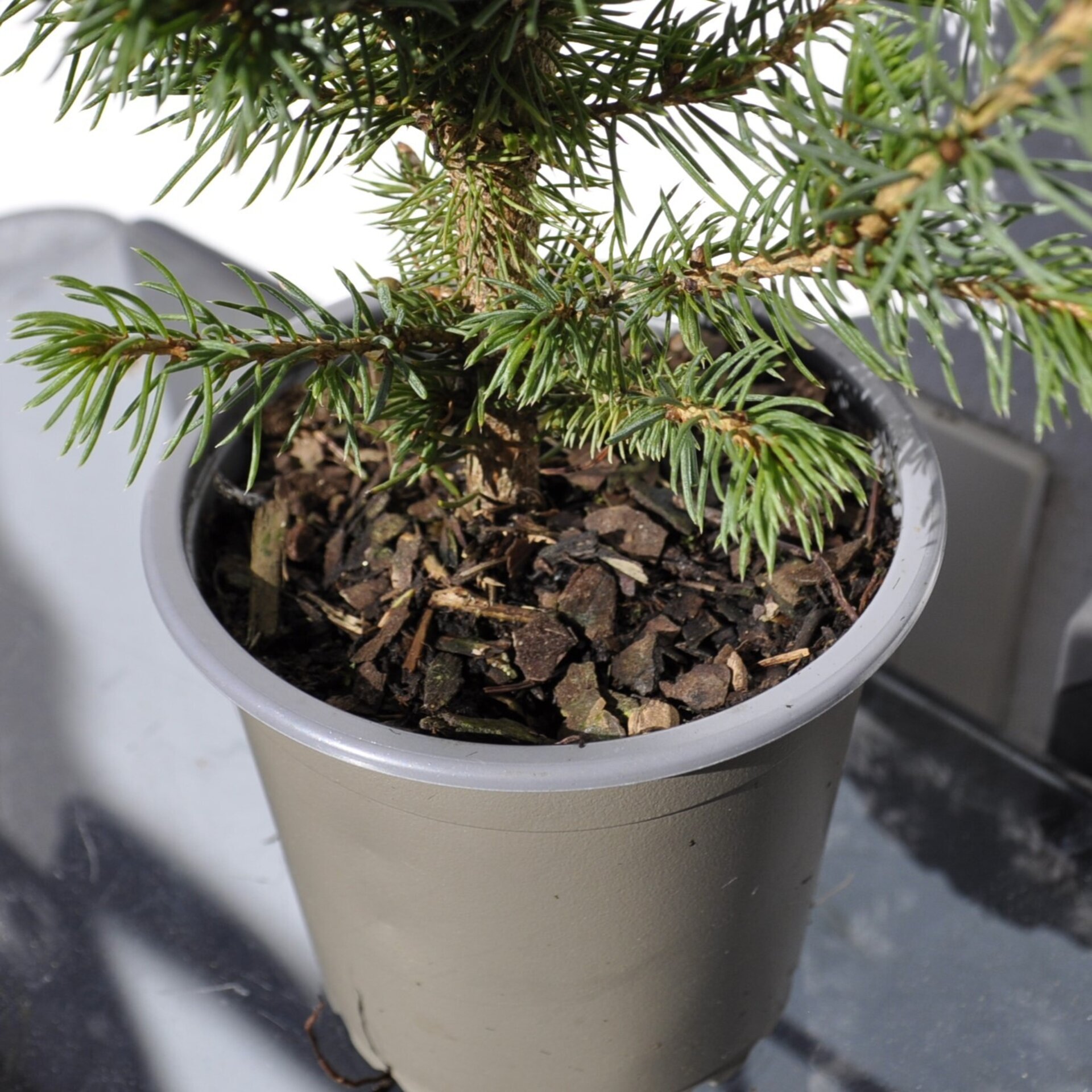 Picea glauca var. albertiana Conica (pícea blanca cónica) - 3