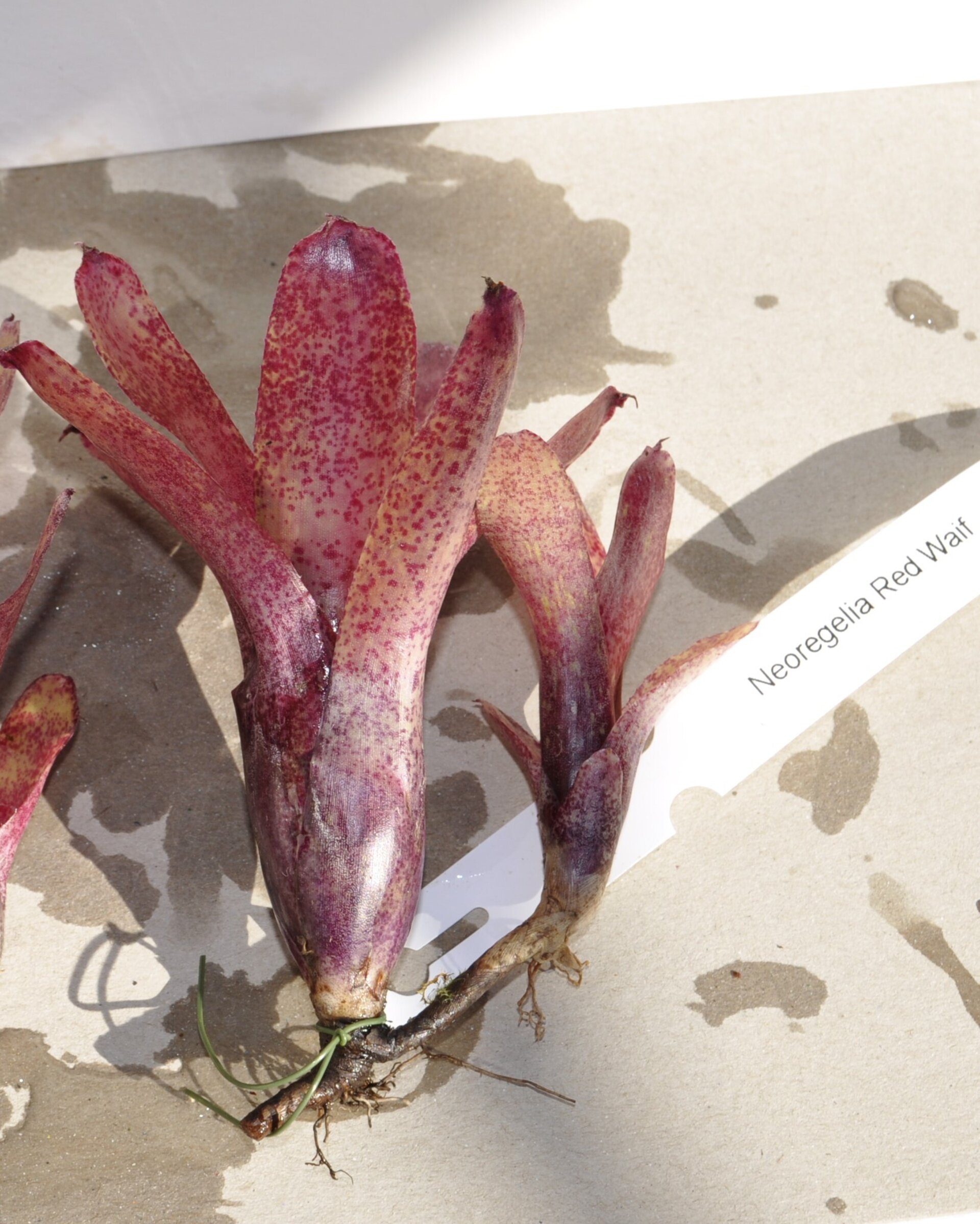 Neoregelia 'Red Waif' - 3
