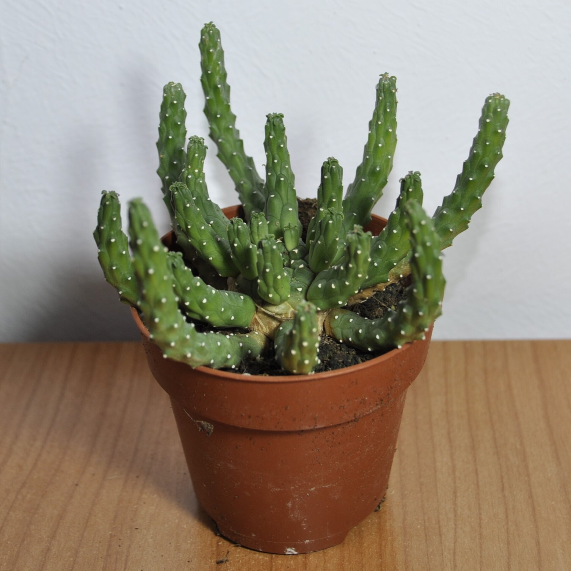 Euphorbia flanaganii (cabeza de Medusa). - 2