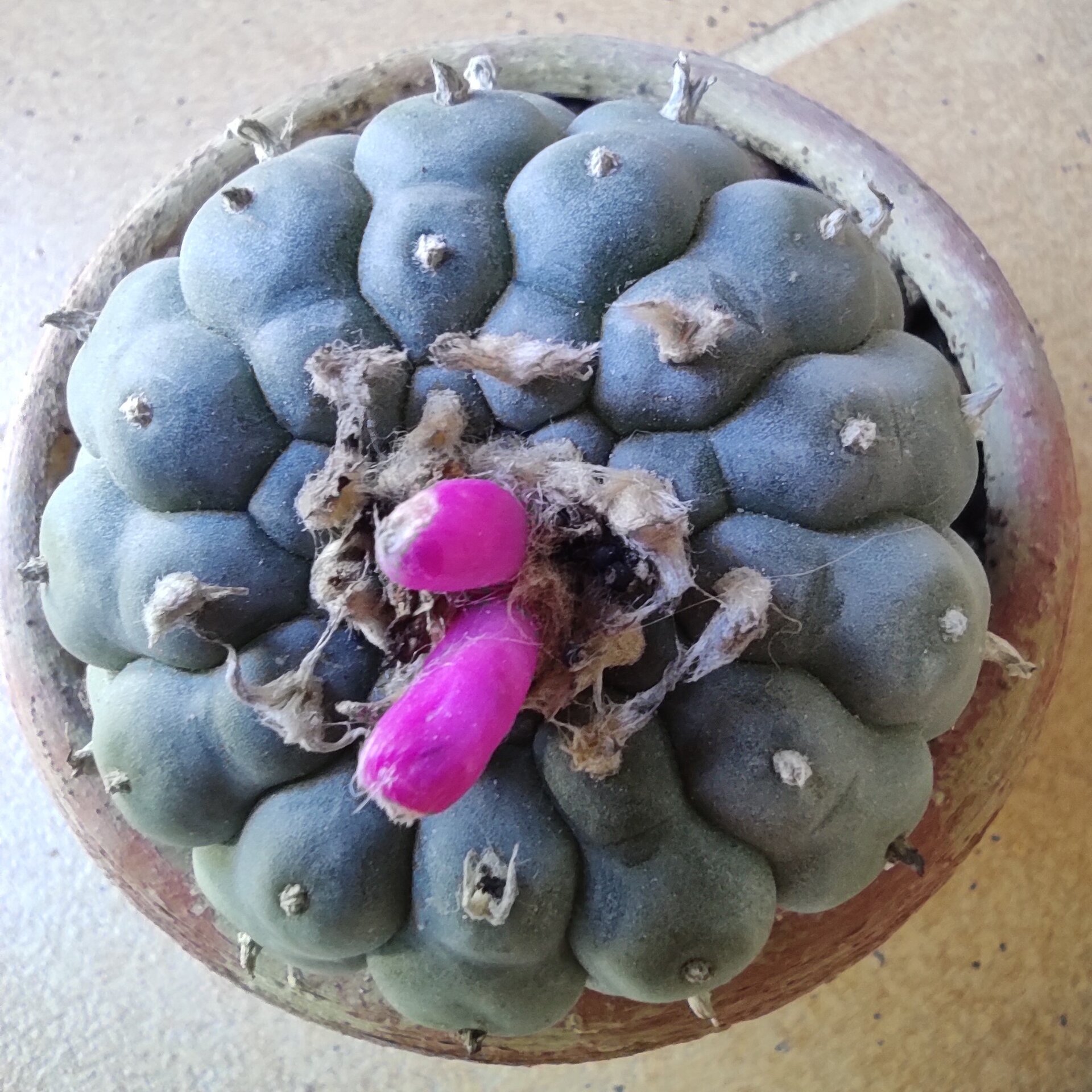 Lophophora williamsii pequeño M5,5 (peyote) - 5