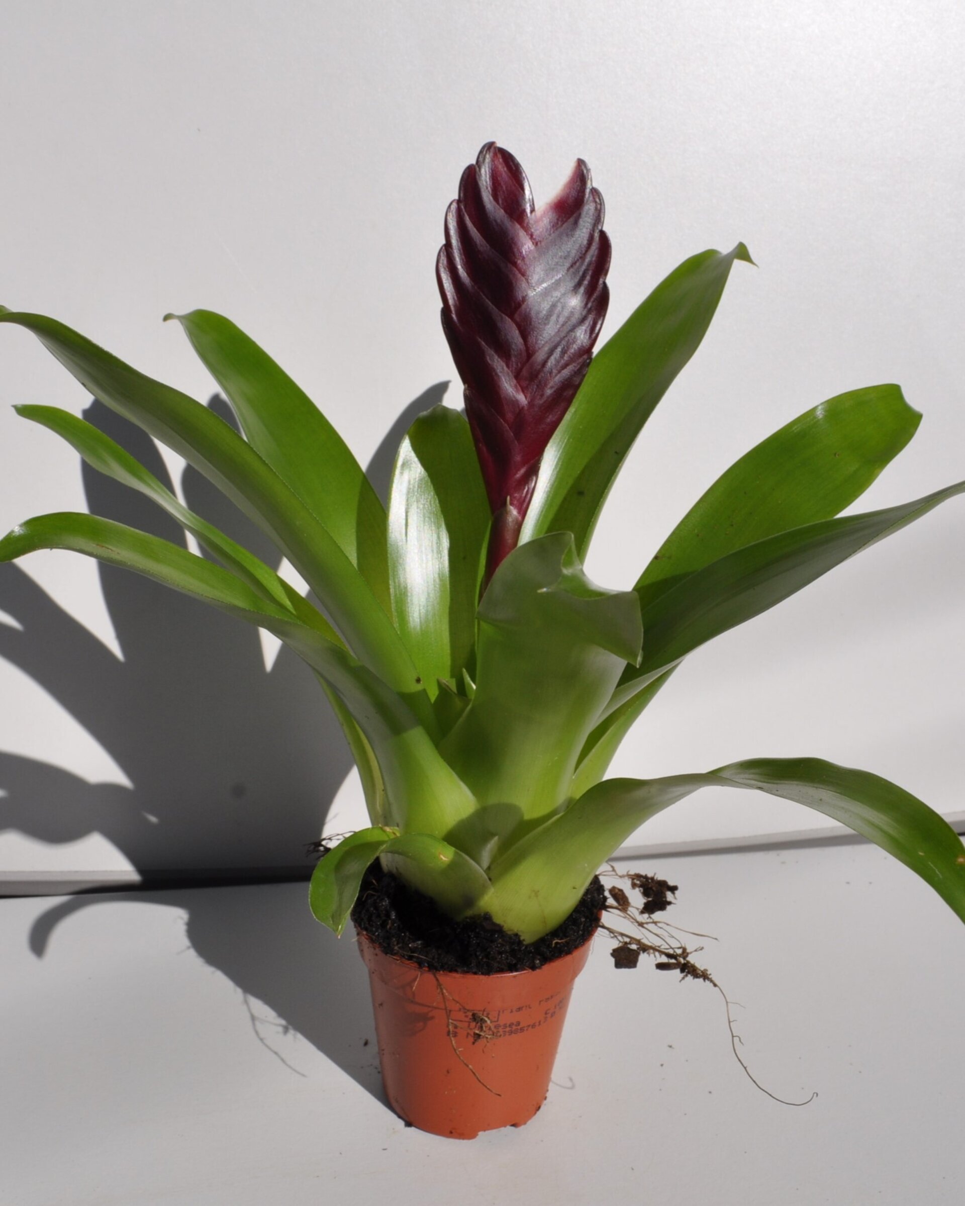 Vriesea 'Cathy' (mini) [en flor] - 2