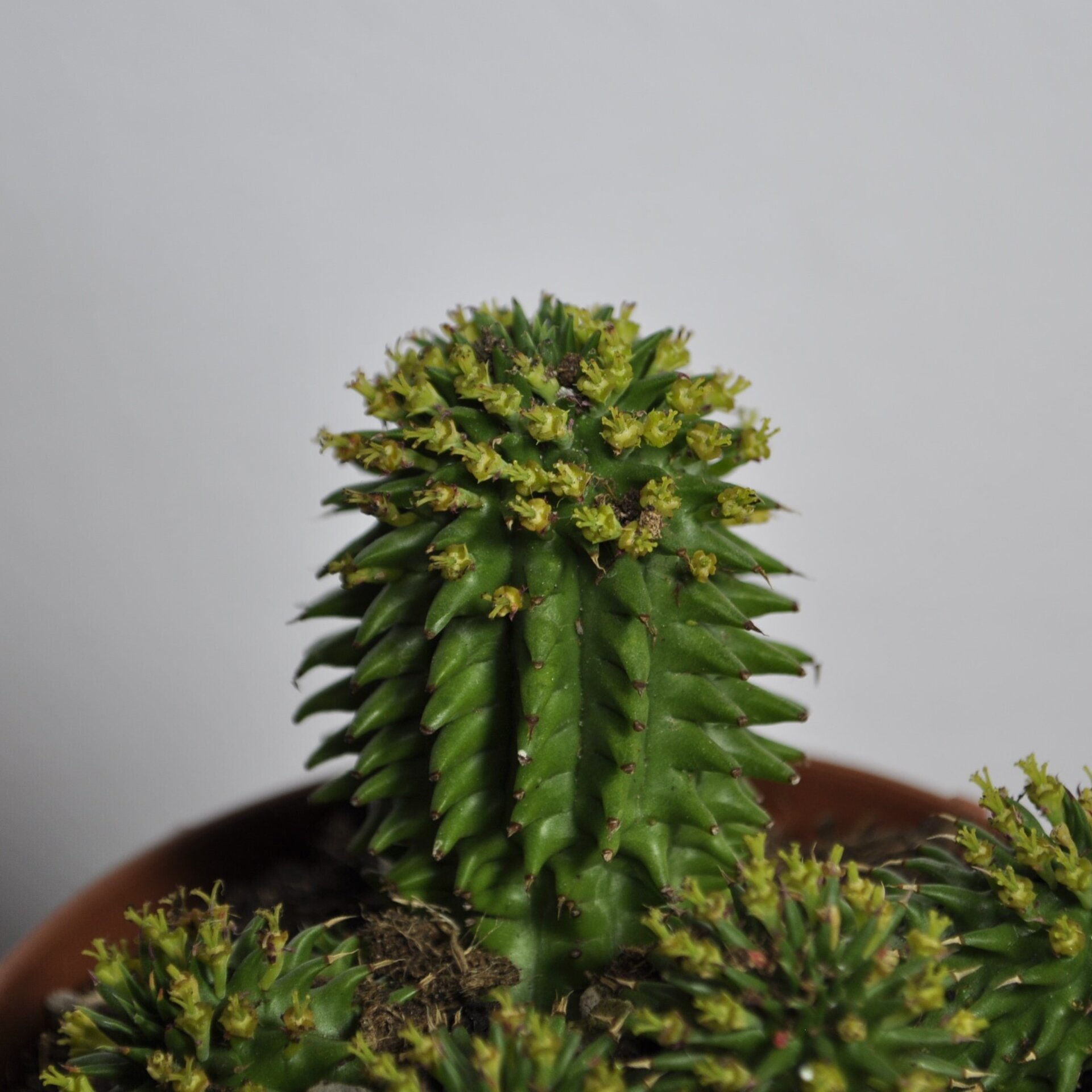 Euphorbia suzannae (= Euphorbia susannae) - 6