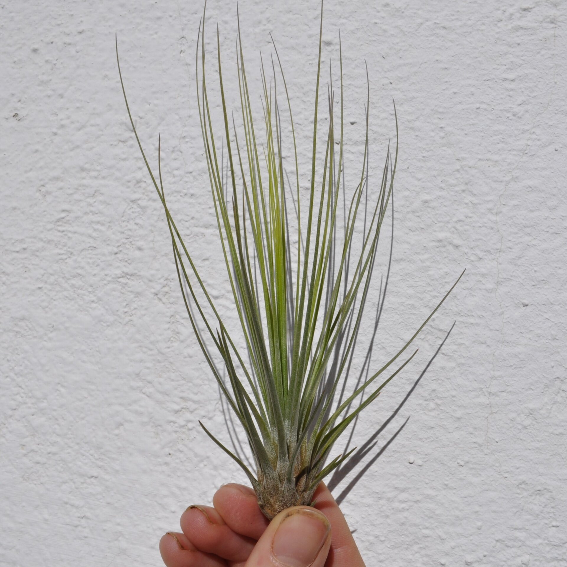 Tillandsia juncifolia - 4