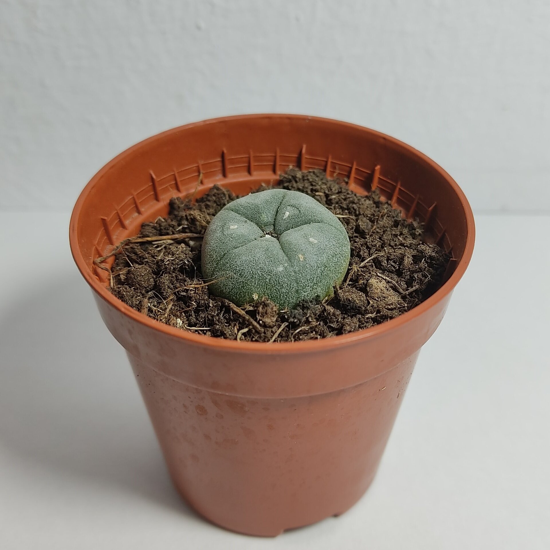 Lophophora williamsii pequeño M5,5 (peyote) - 3