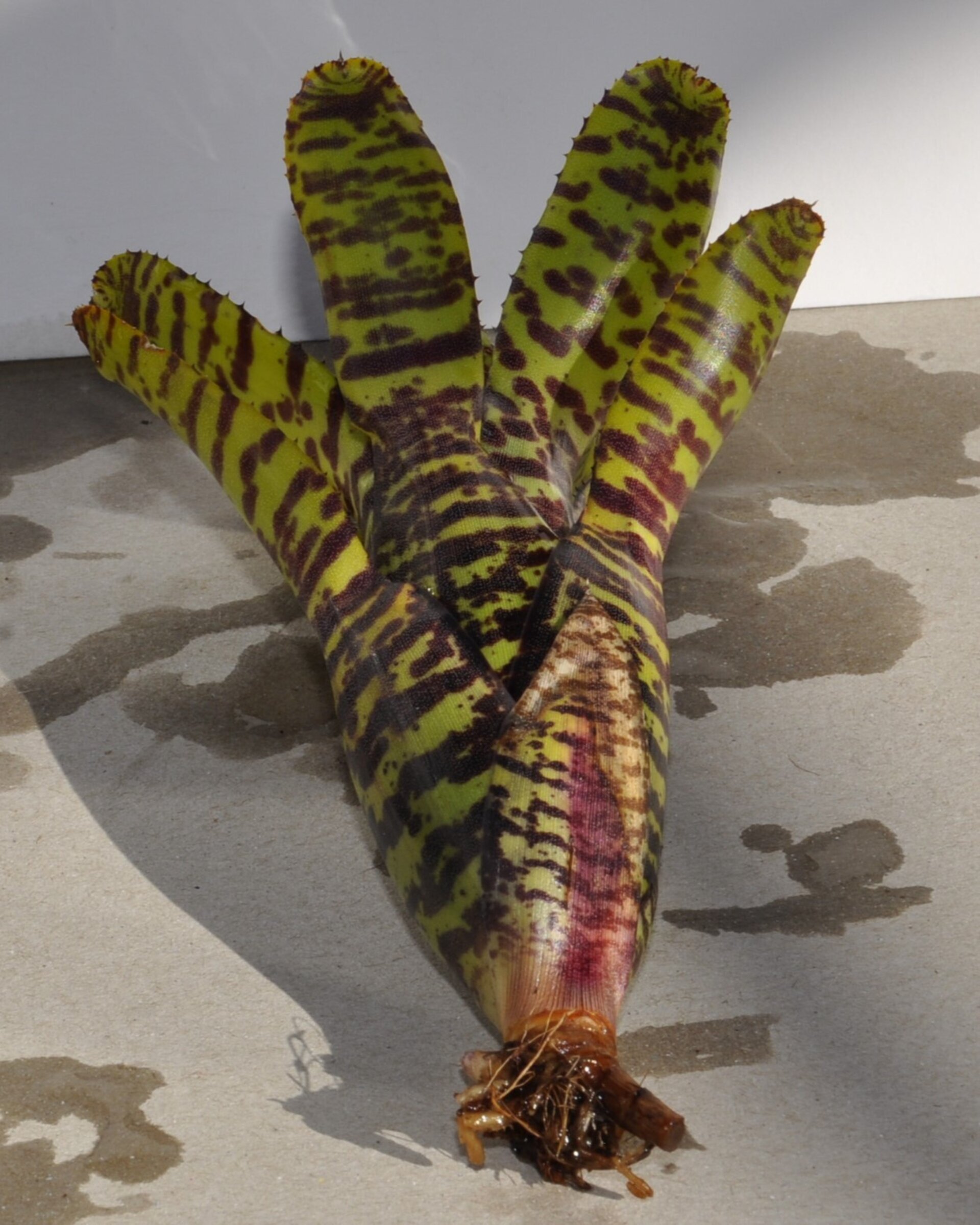 Neoregelia punctatissima - 4