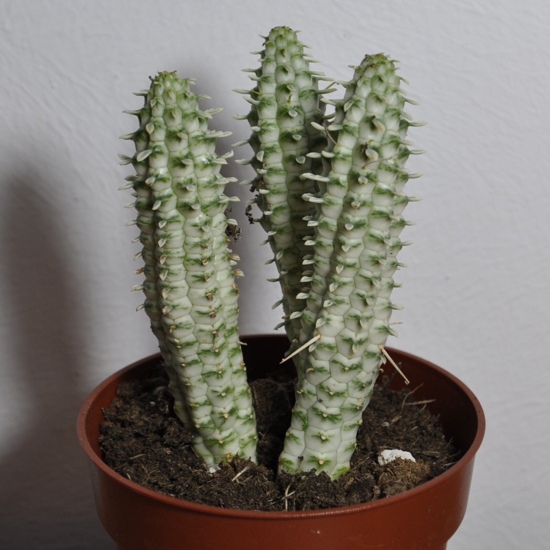 Euphorbia mammillaris Variegata (mazorca de maíz variegada) - 5