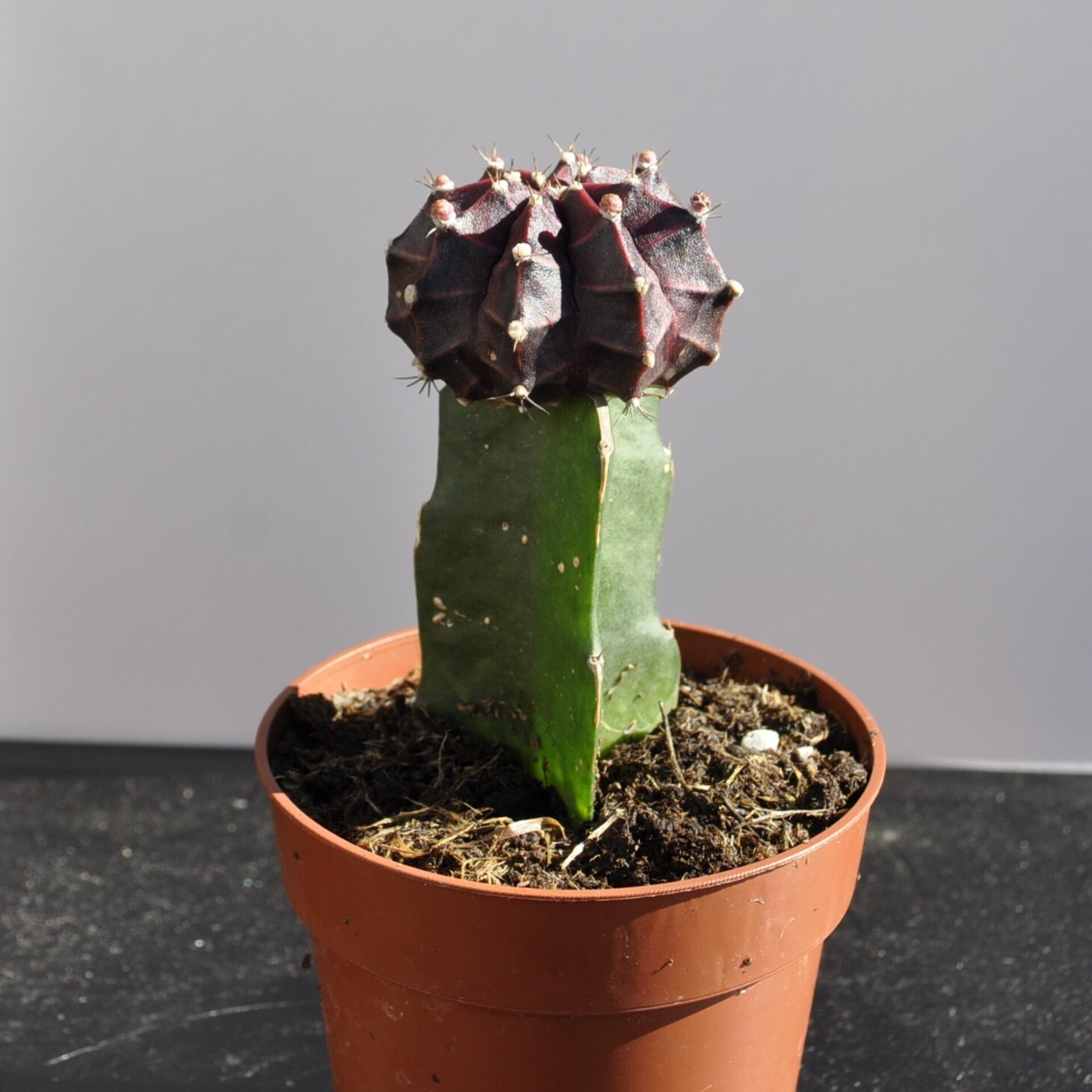Gymnocalycium mihanovichii injertado - lila - 3