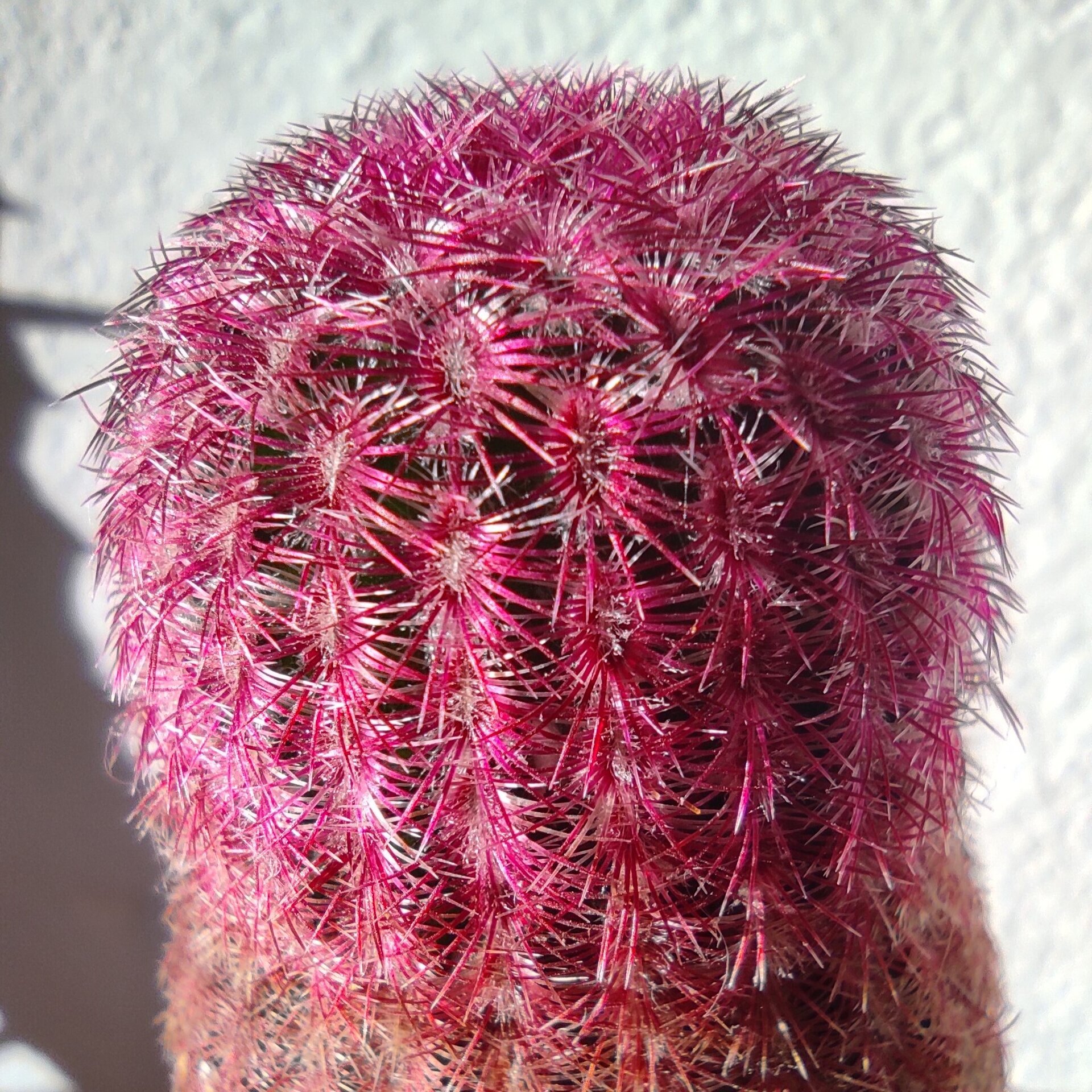Echinocereus rigidissimus Rubispinus (cactus arcoiris) - 7