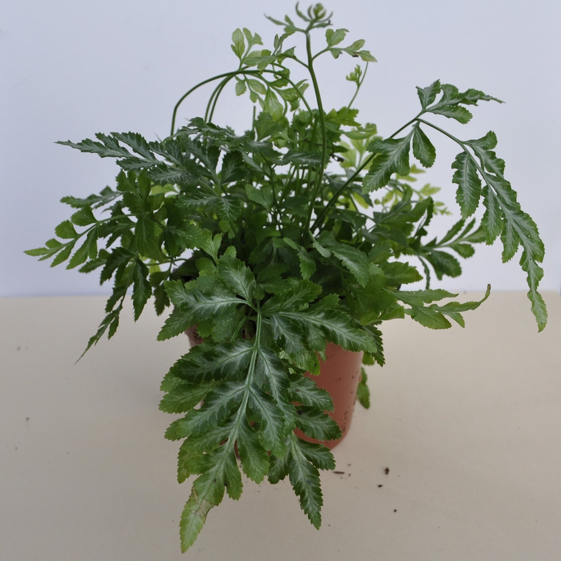 Pteris ensiformis Evergemiensis (helecho temblón) - 5
