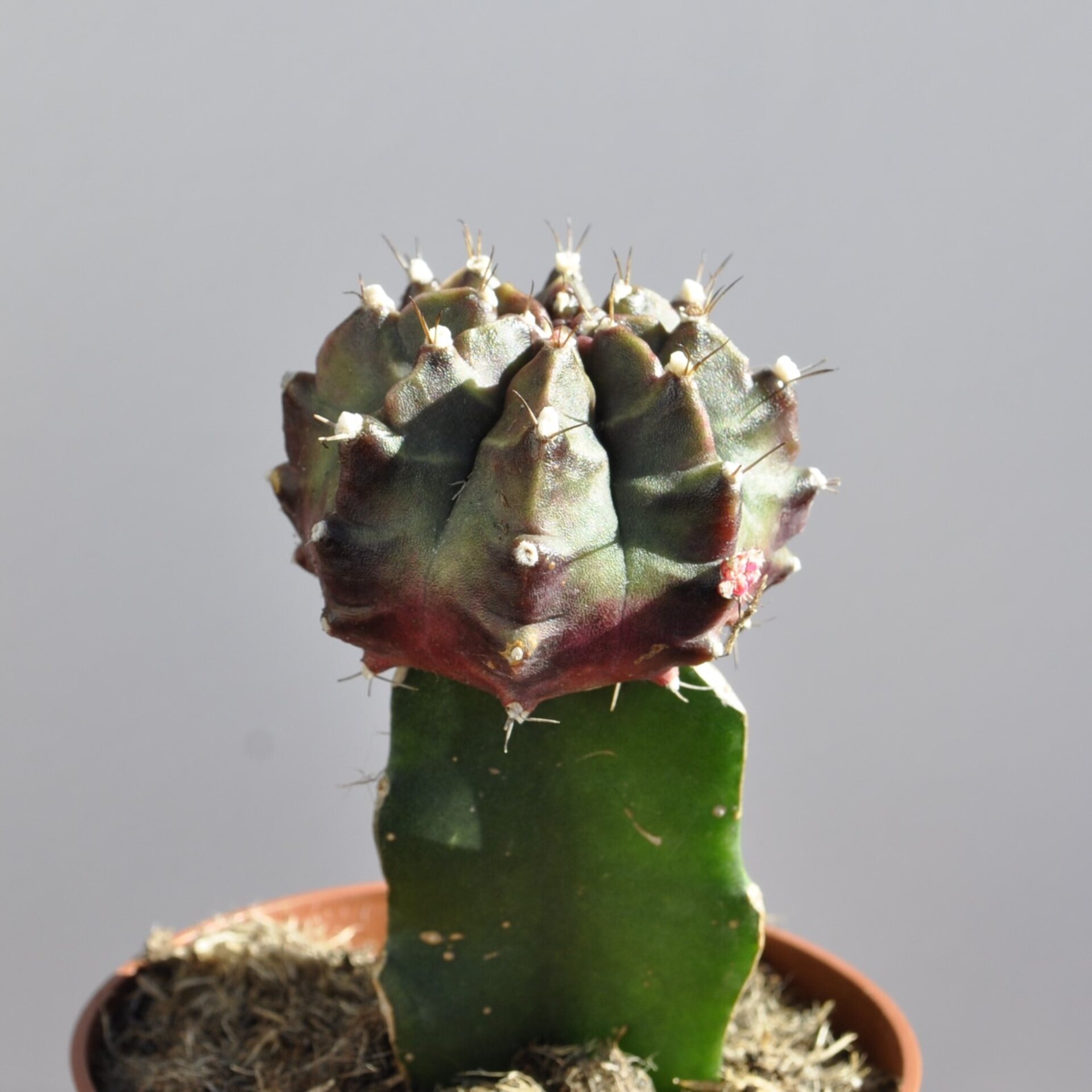 Gymnocalycium mihanovichii injertado - tricolor (verde-lila-rojo) - 5