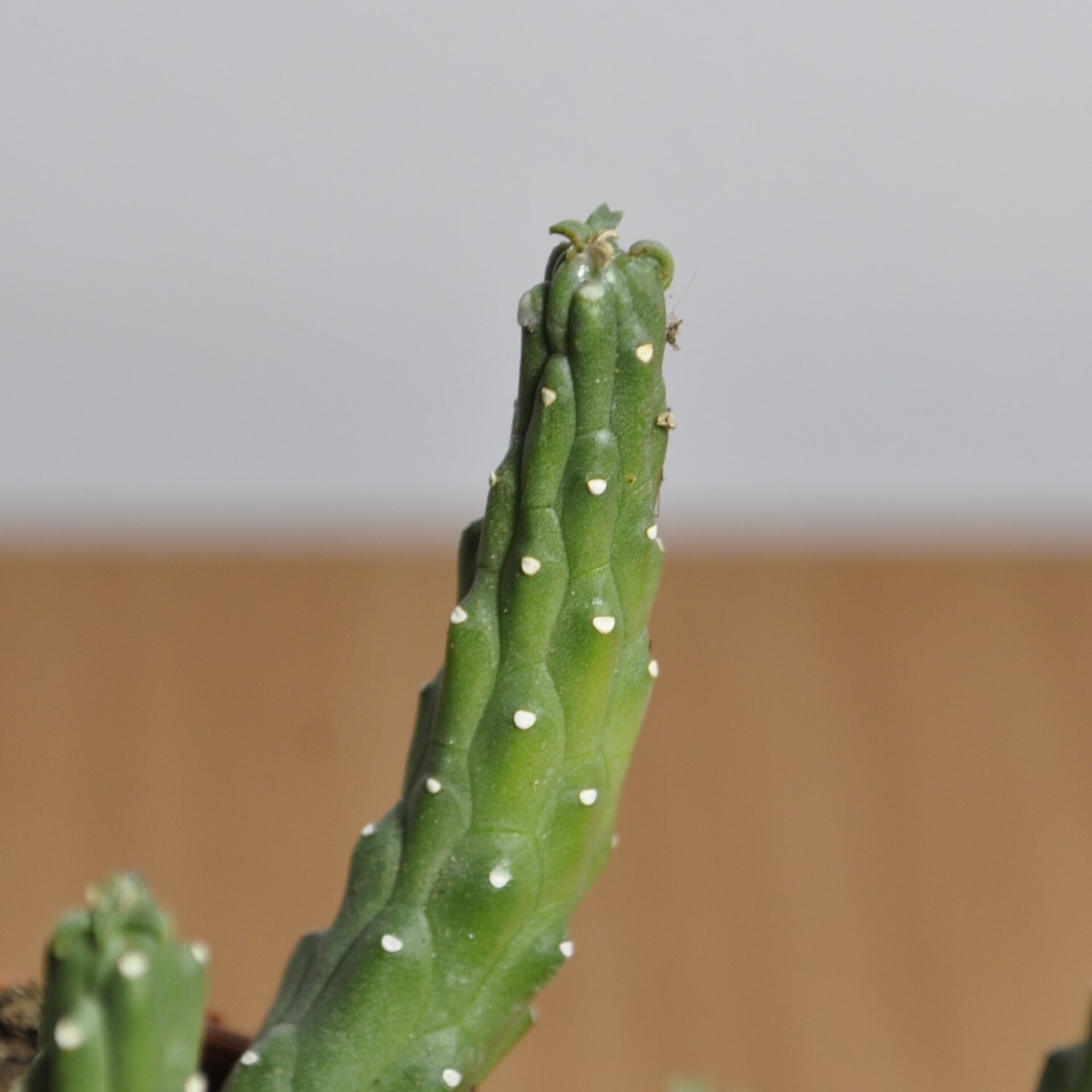 Euphorbia flanaganii (cabeza de Medusa). - 5