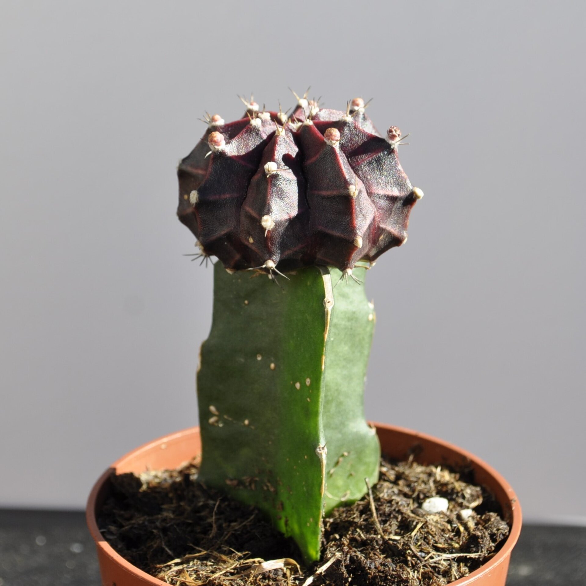 Gymnocalycium mihanovichii injertado - lila - 4