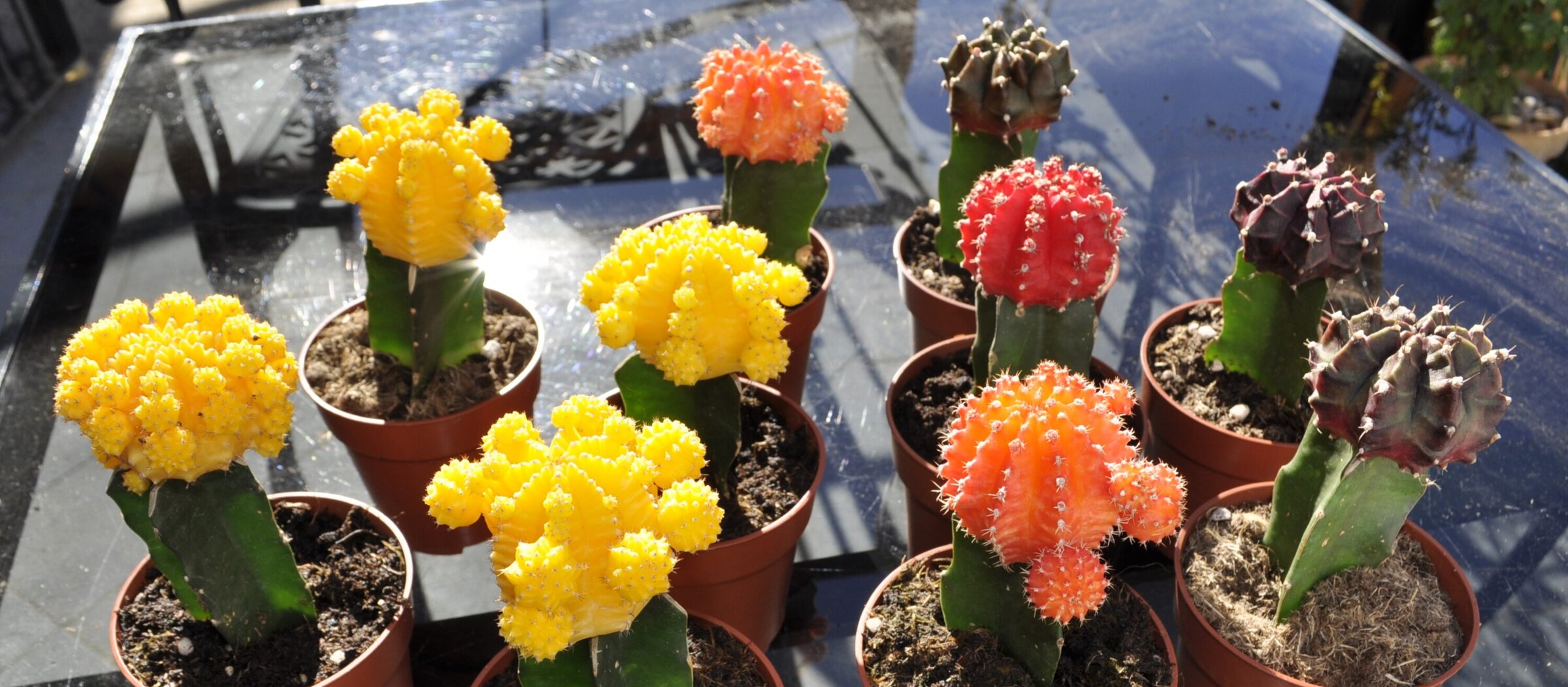 Cactáceas curiosas