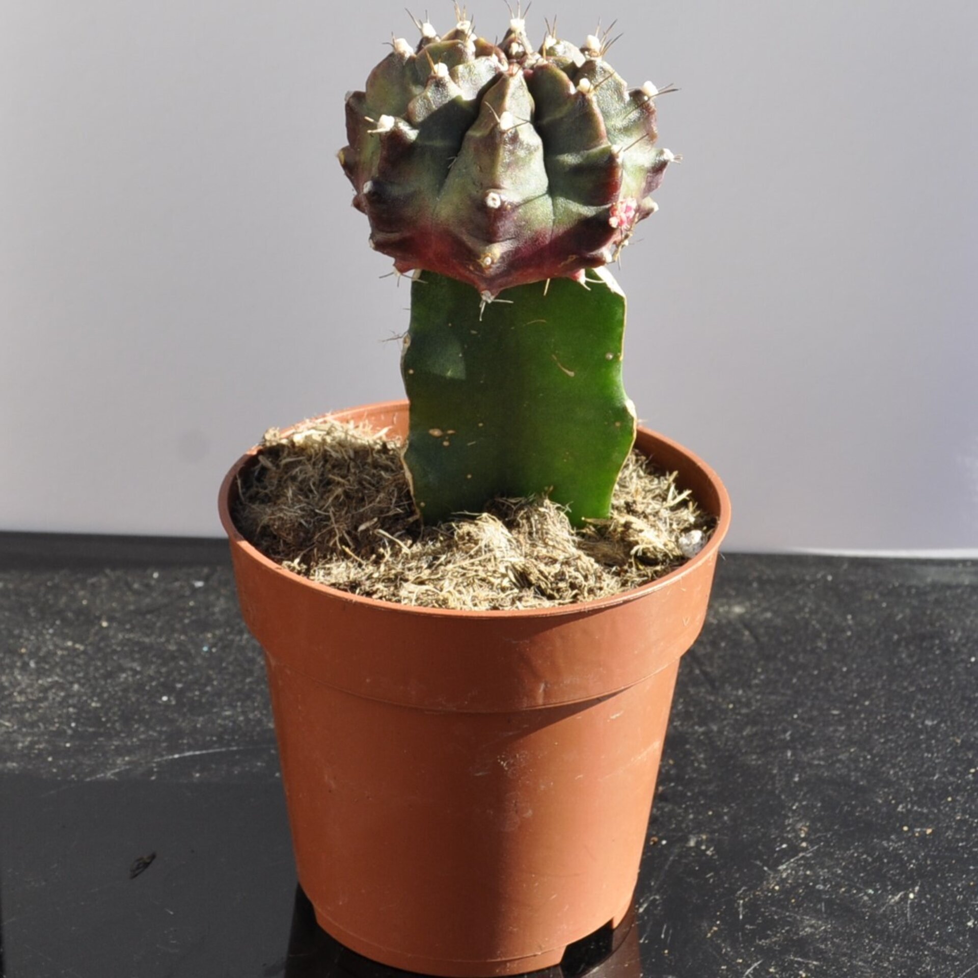 Gymnocalycium mihanovichii injertado - tricolor (verde-lila-rojo) - 3