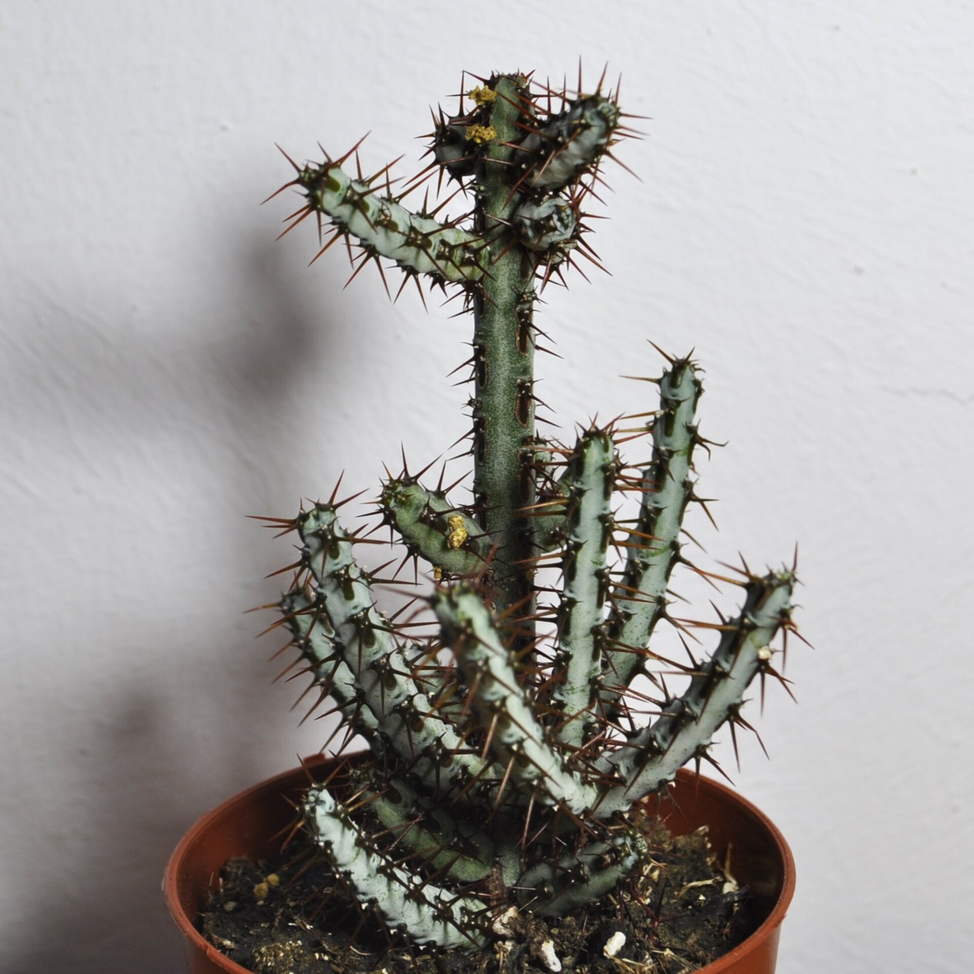Euphorbia aeruginosa - 7