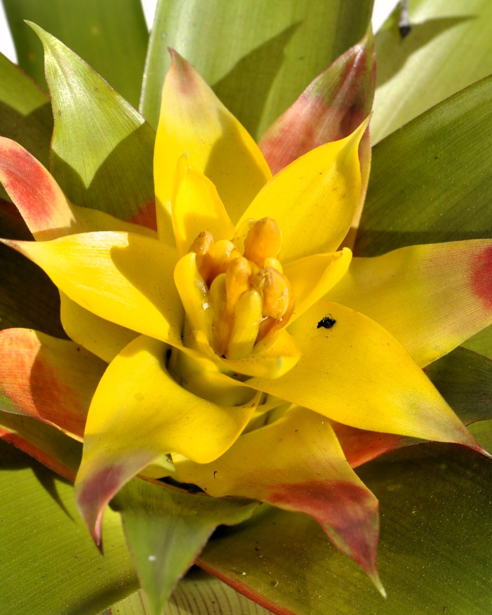 Guzmania 'Mia' (mini) [en flor] - 1