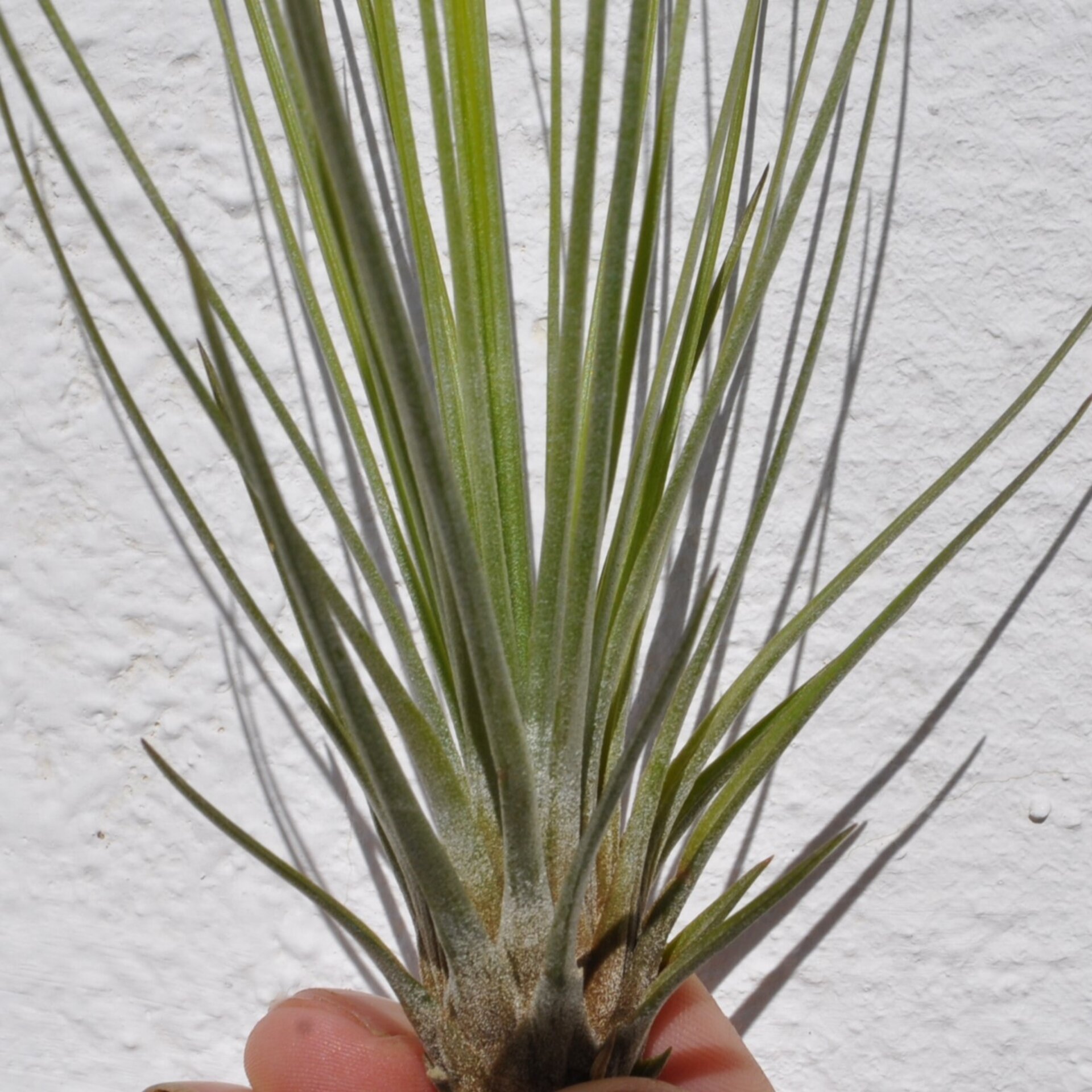 Tillandsia juncifolia - 2