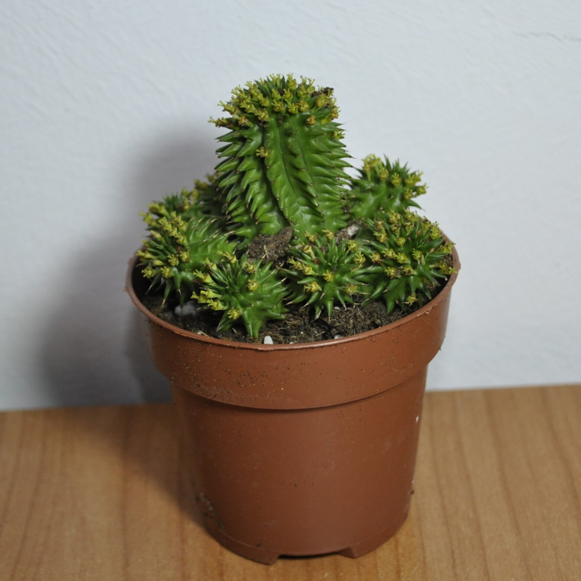 Euphorbia suzannae (= Euphorbia susannae) - 2