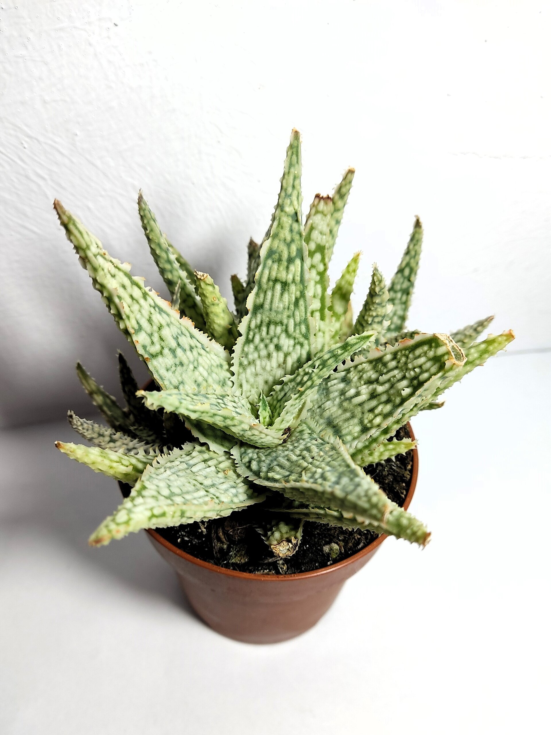 Aloe White Lightning - 2