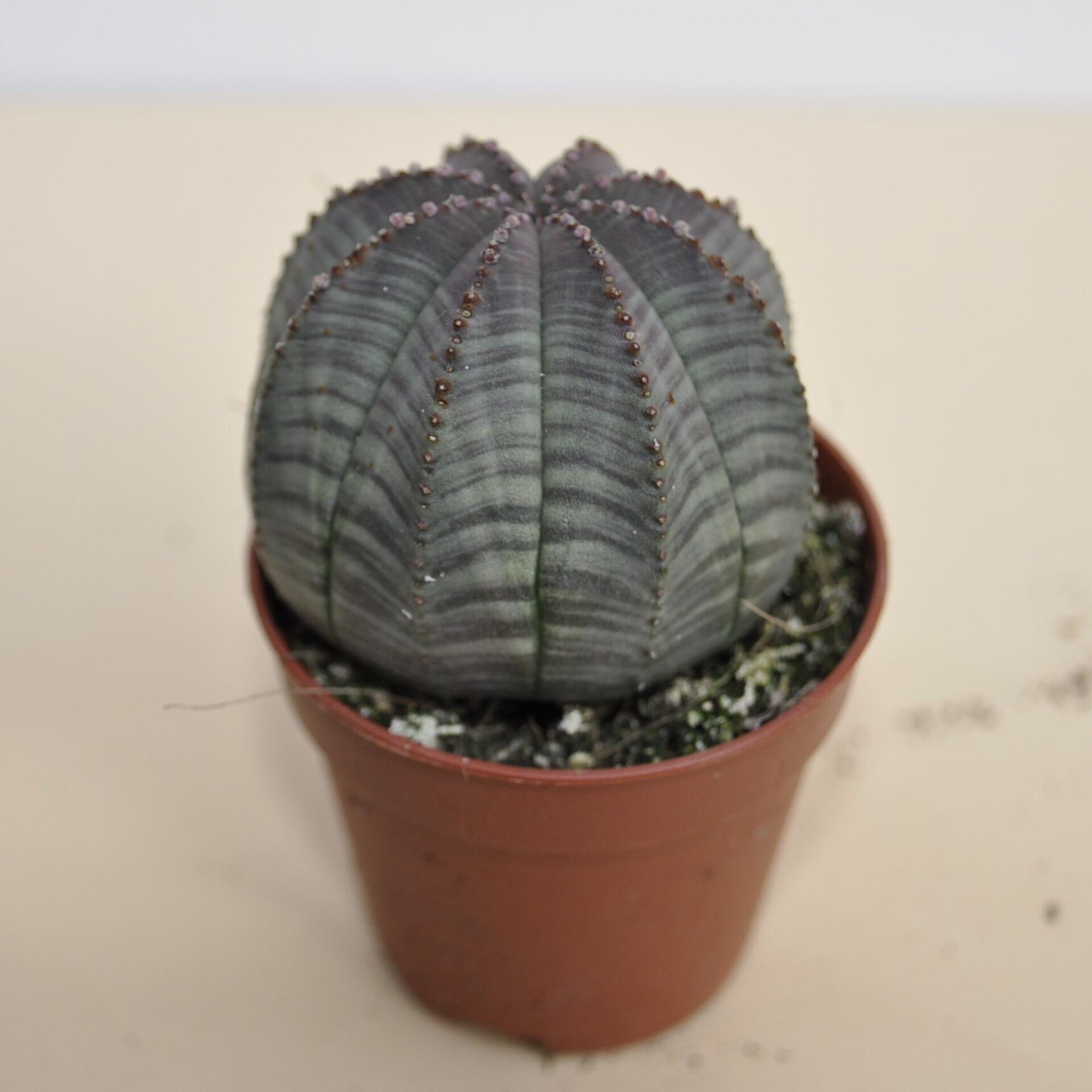 Euphorbia obesa ("erizo de mar") - 3