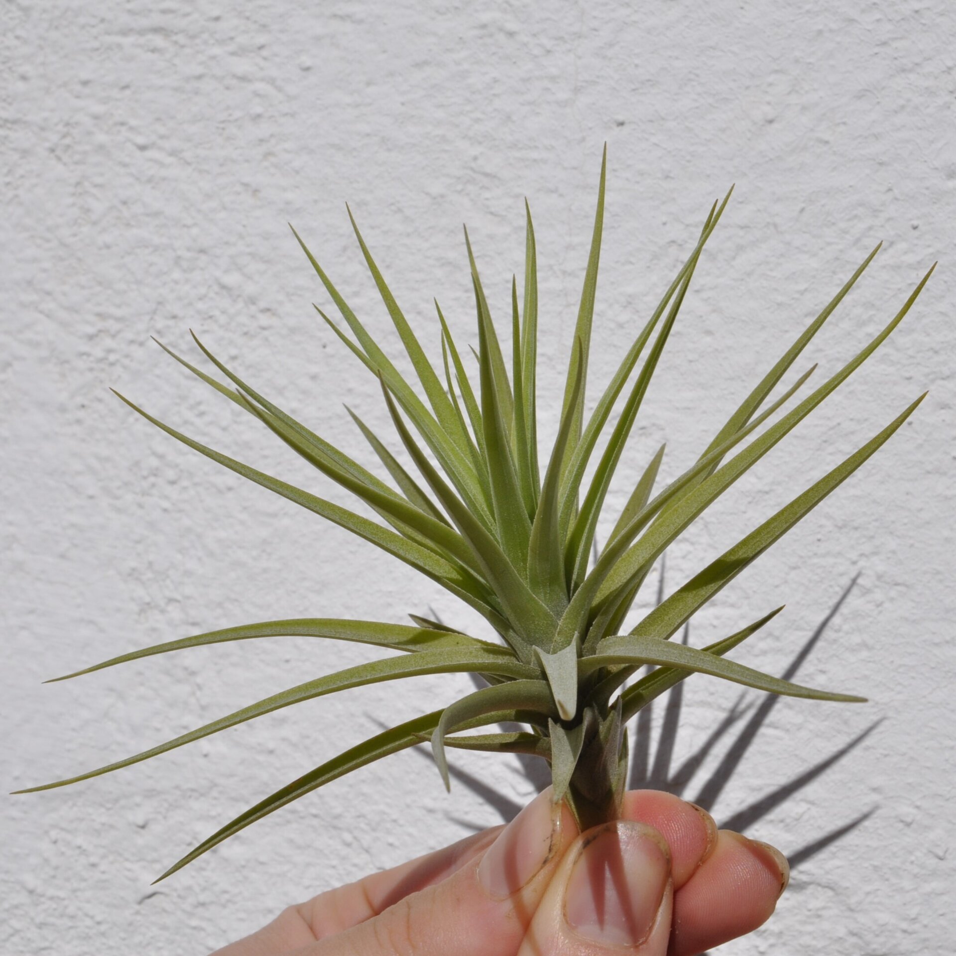 Tillandsia aeranthos - 4