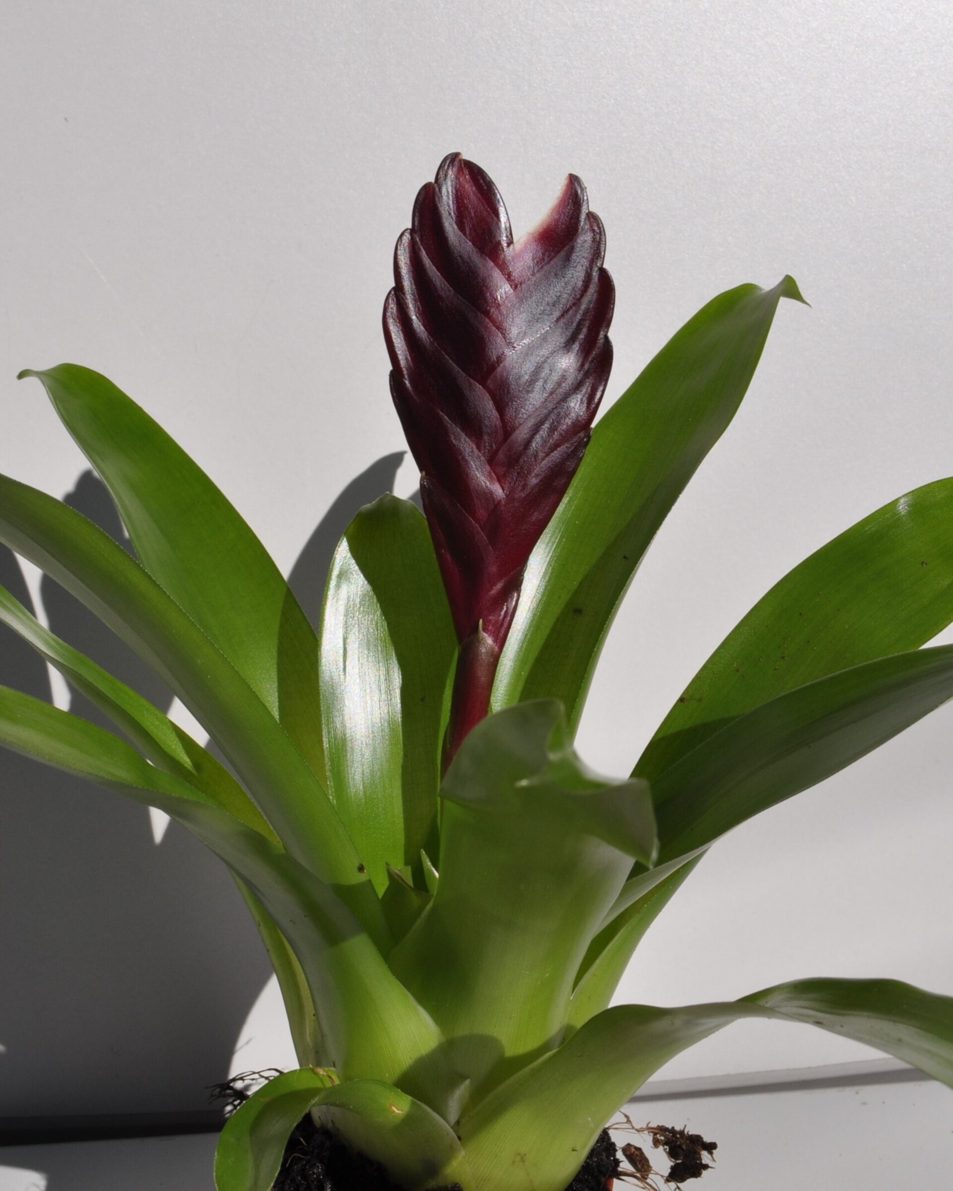 Vriesea 'Cathy' (mini) [en flor] - 3