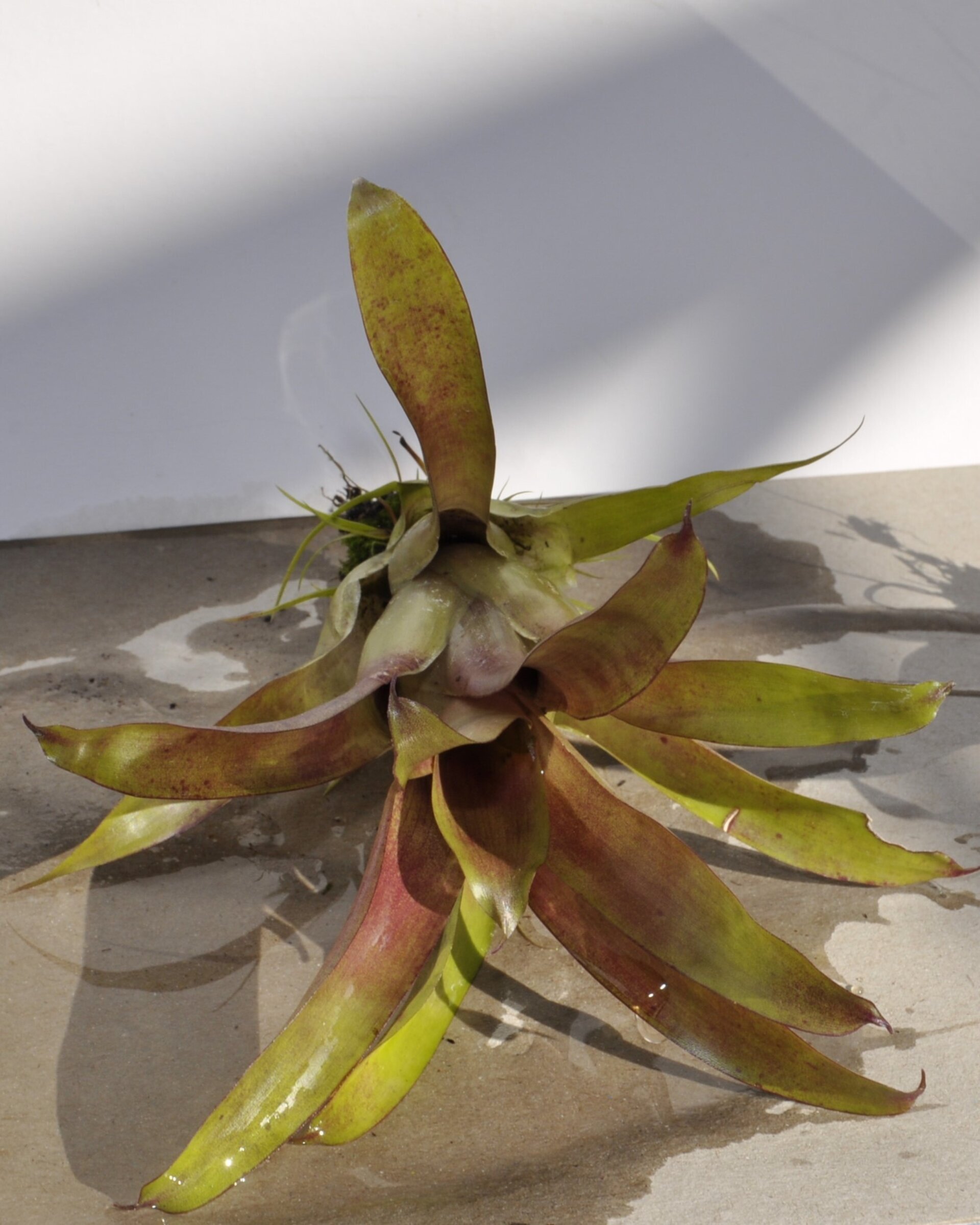 Vriesea 'Happy Purple' (mini) - 3