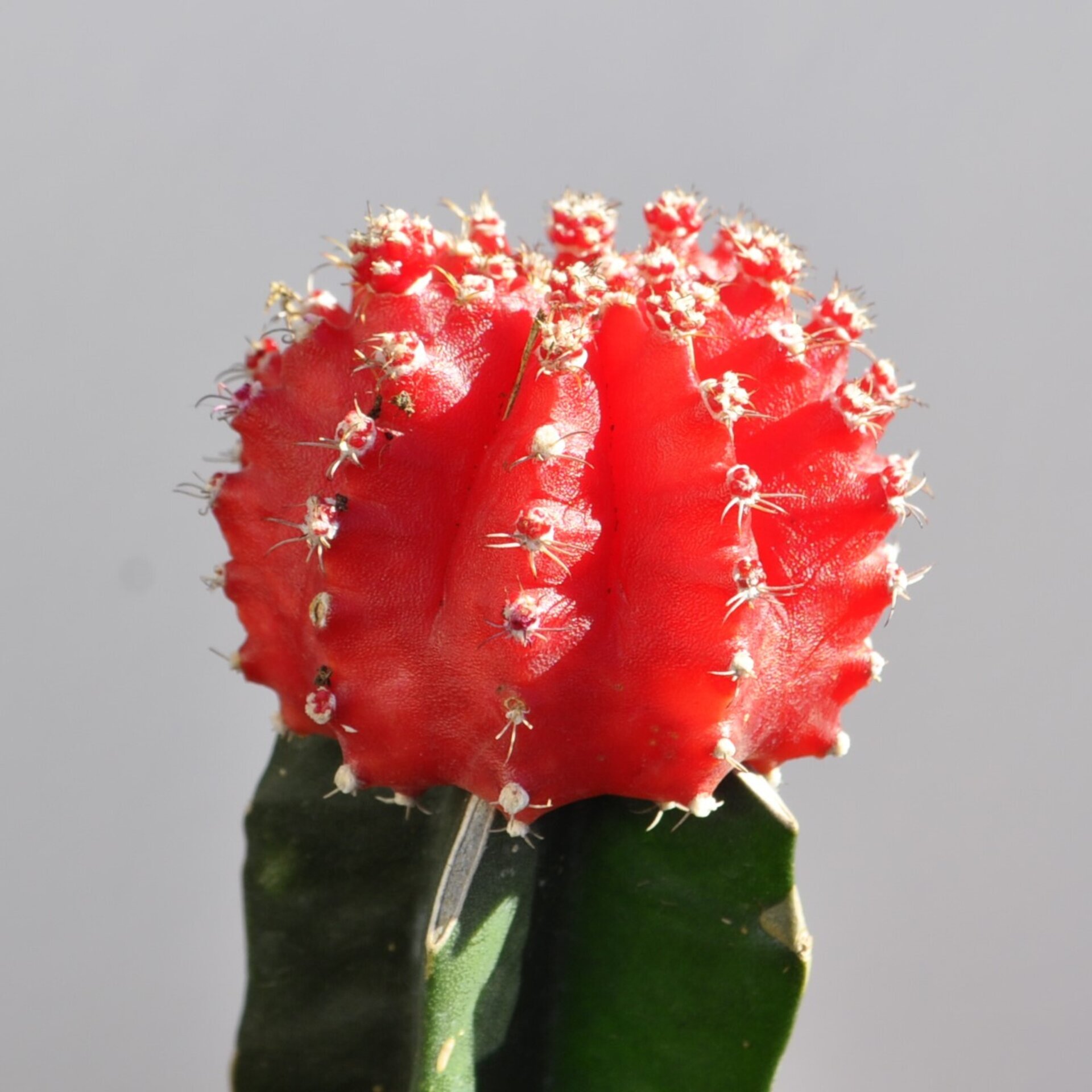 Gymnocalycium mihanovichii injertado - rojo - 2