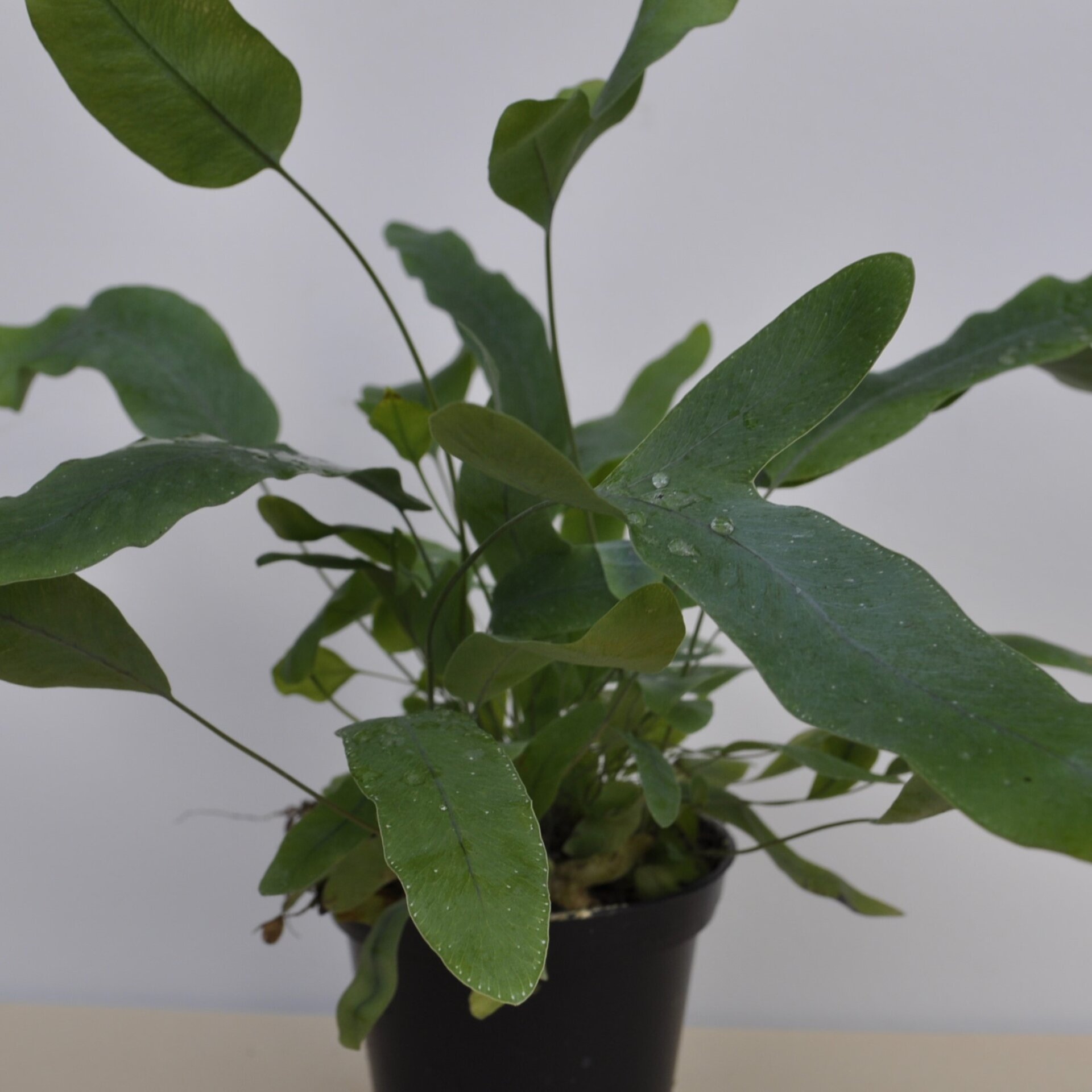 Phlebodium aureum 'Blue Star' (helecho azul) - 4
