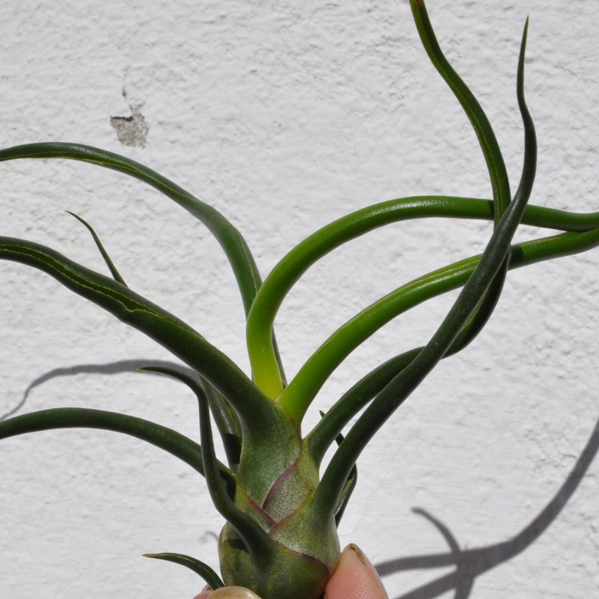 Tillandsia bulbosa - 3