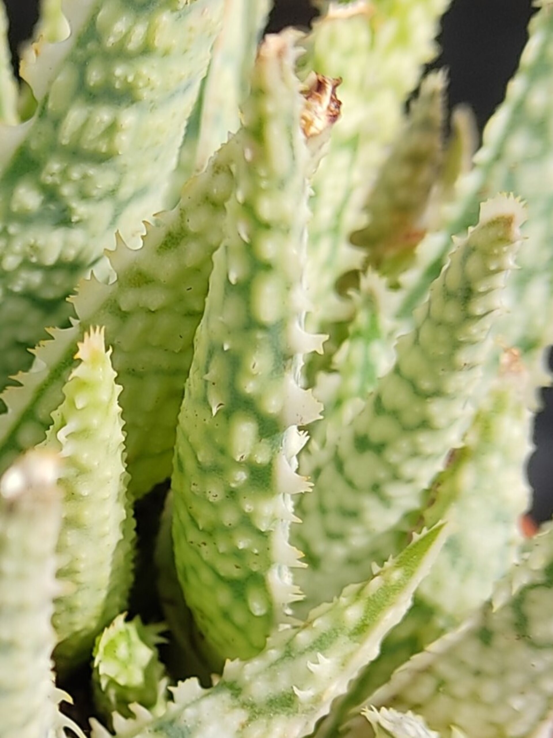 Aloe White Lightning - 10
