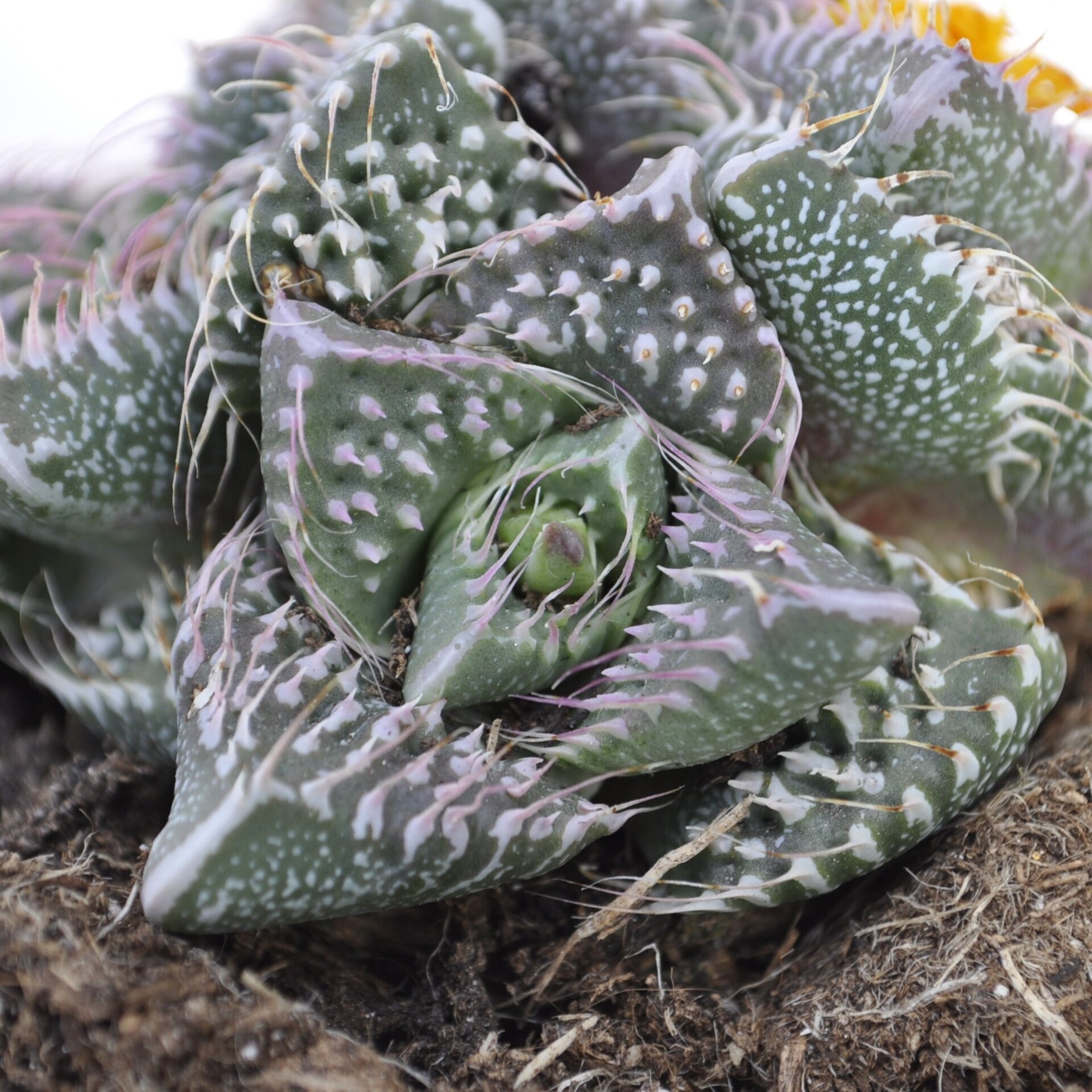 Faucaria tuberculosa Pink Selection (faucaria Selección Rosa) - 5