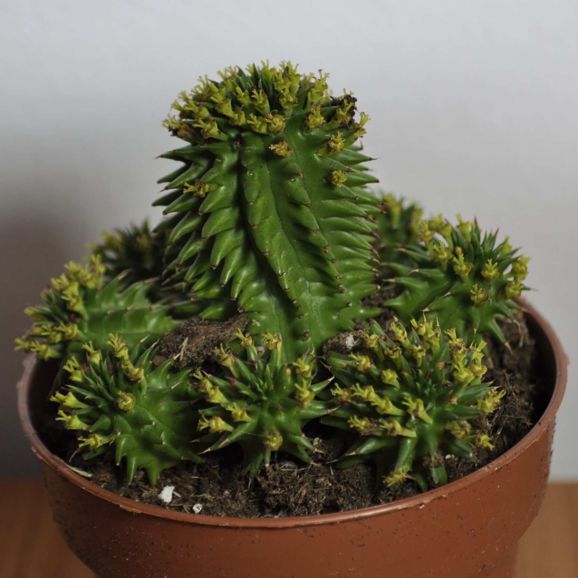 Euphorbia suzannae (= Euphorbia susannae) - 4