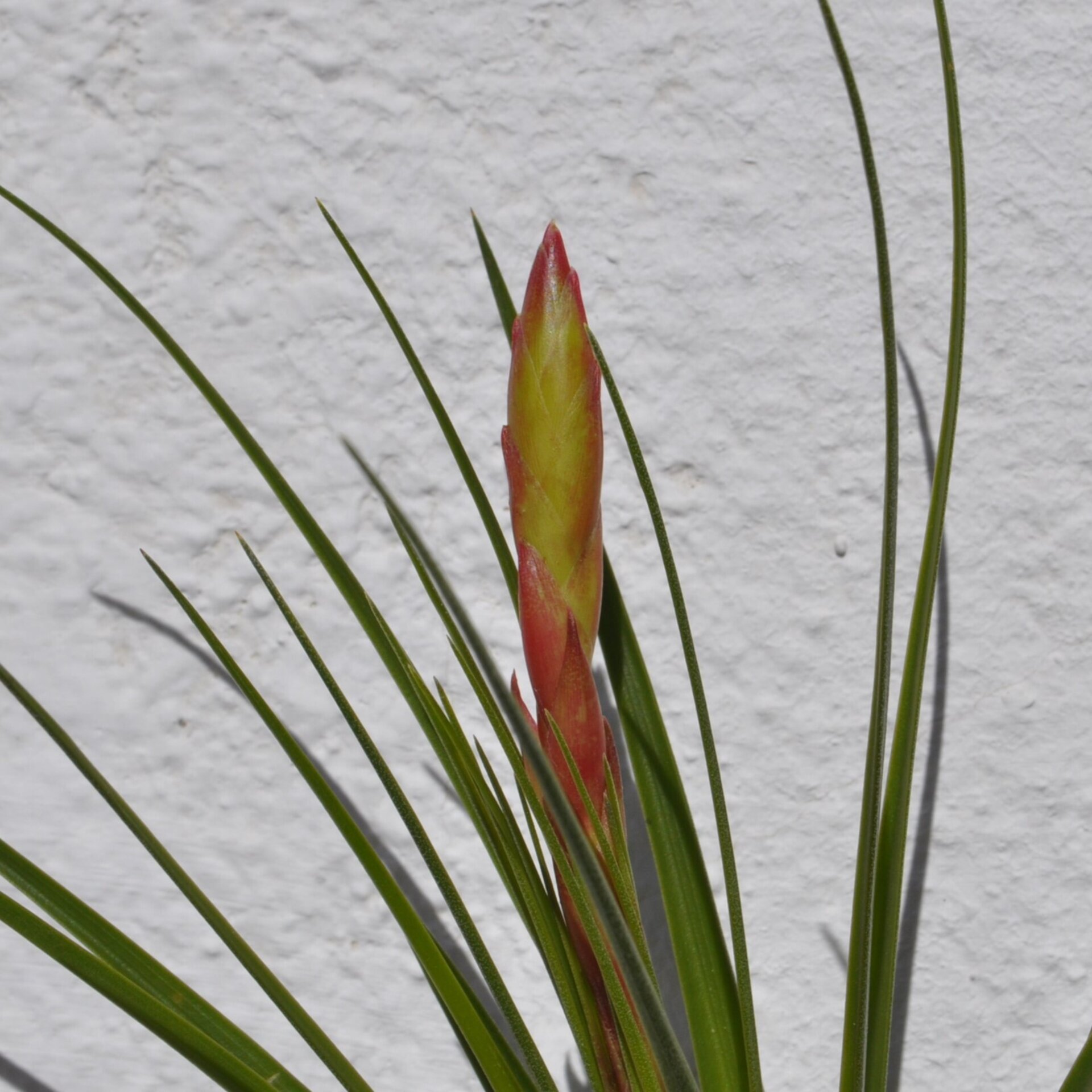 Tillandsia tricolor (medium) - 2