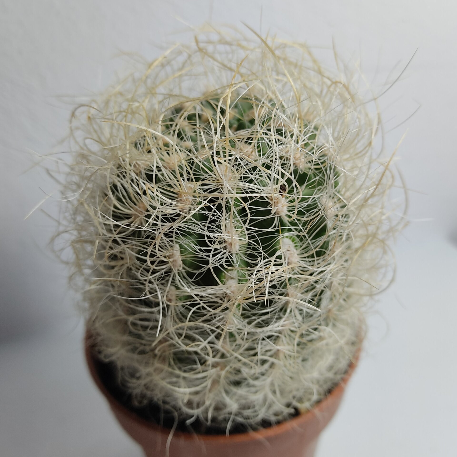 Neoporteria gerocephala (cabeza de anciano) - 3