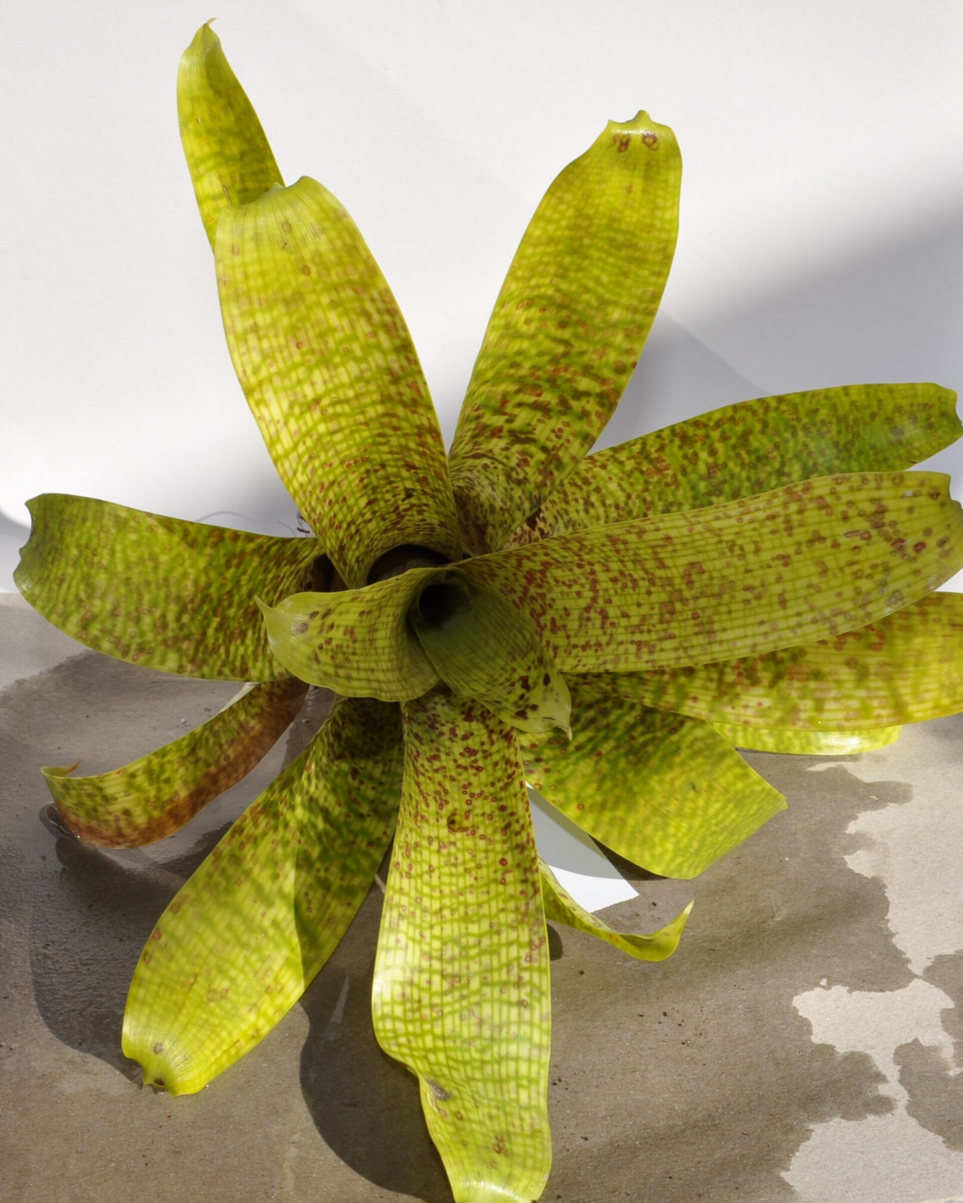 Vriesea fenestralis (mini) - 2