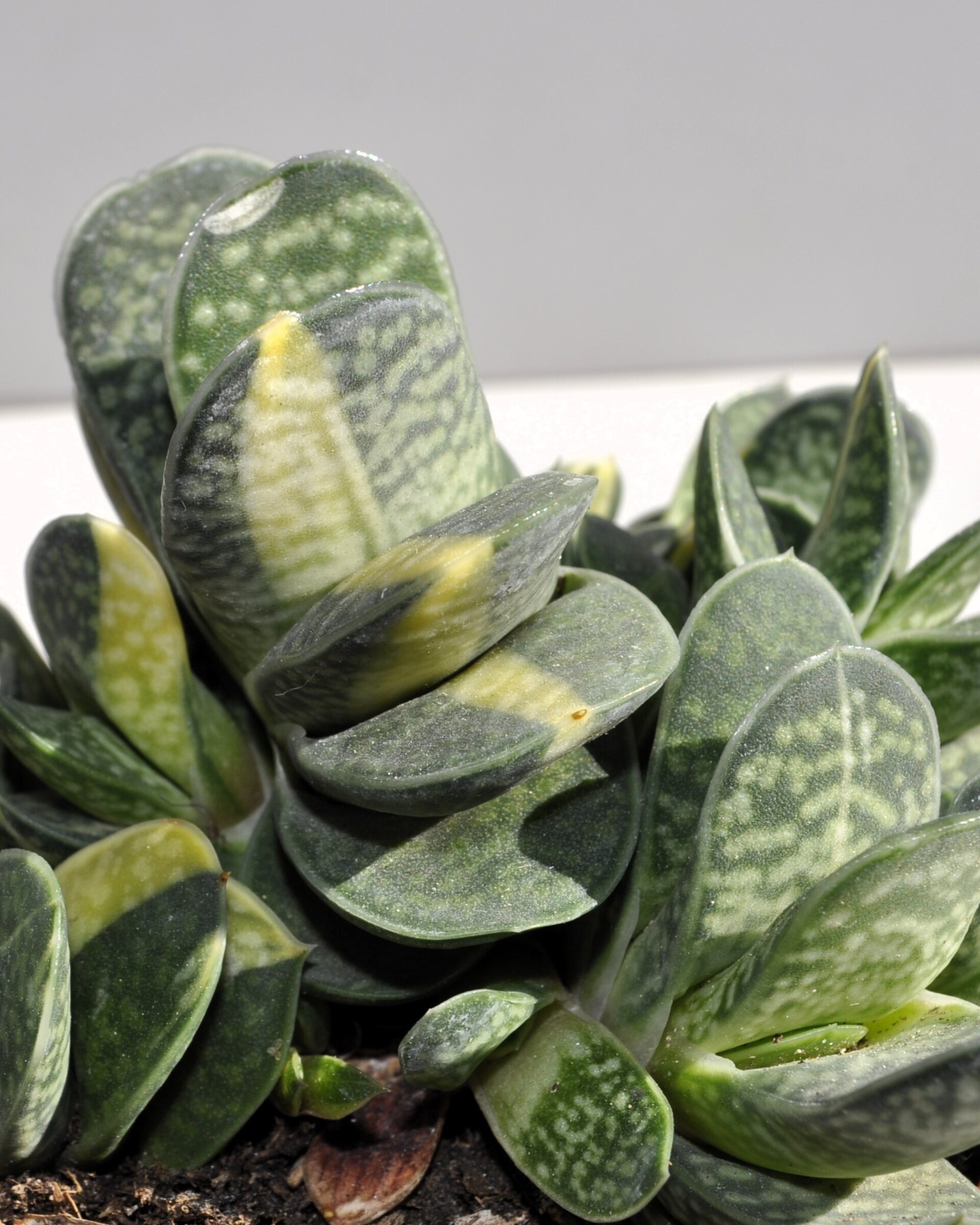 Gasteria gracilis Variegata - 10
