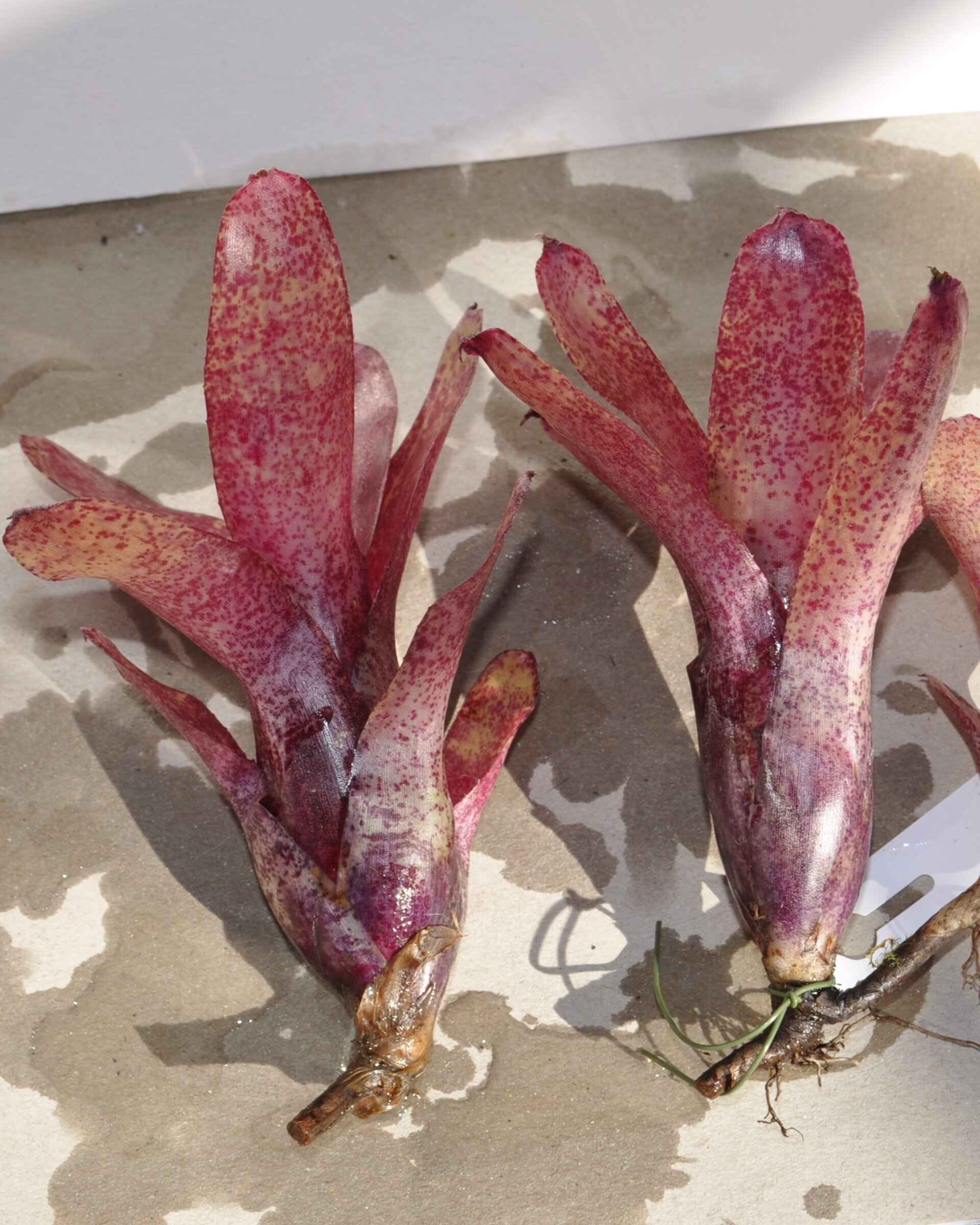 Neoregelia 'Red Waif' - 2