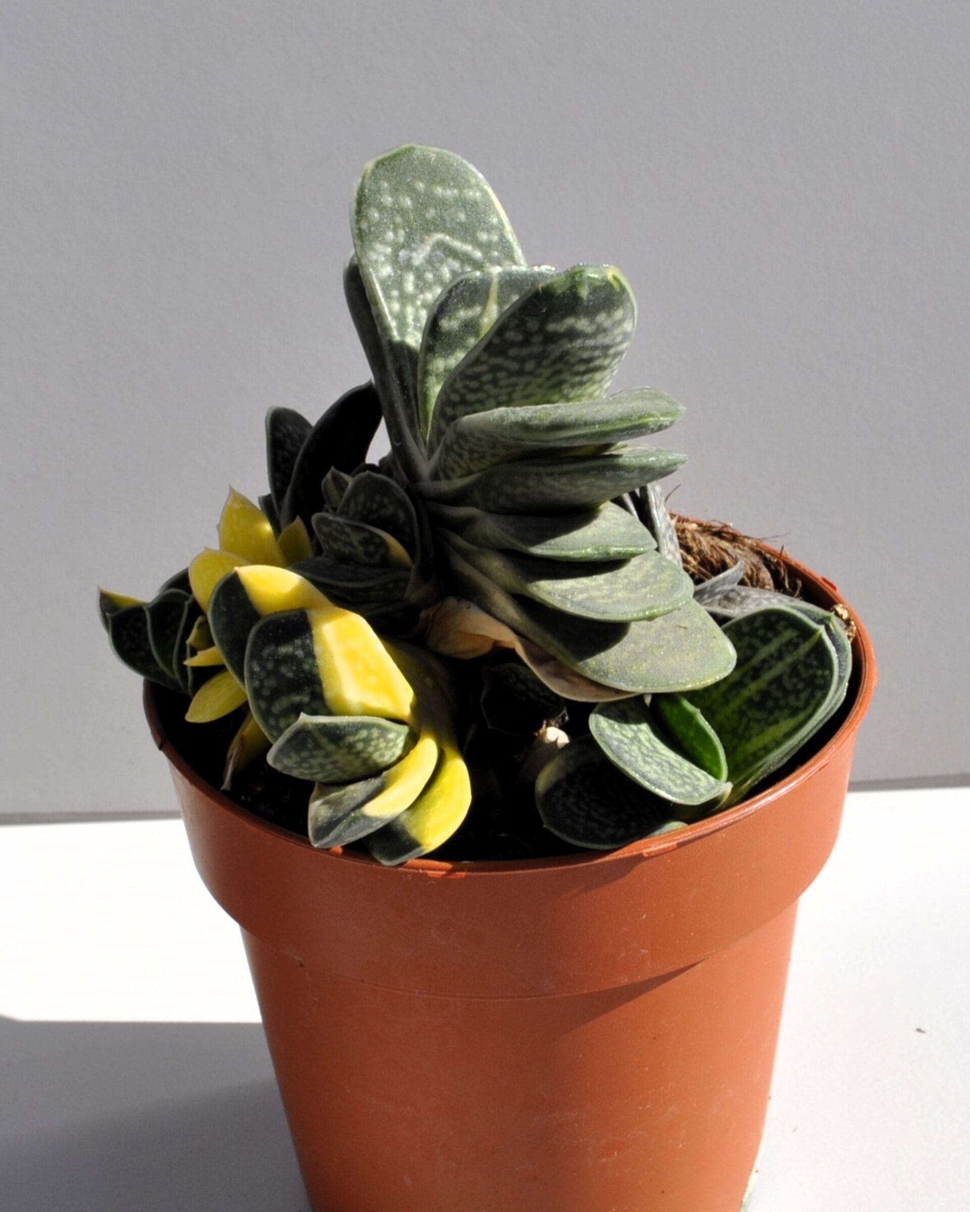 Gasteria gracilis Variegata - 4
