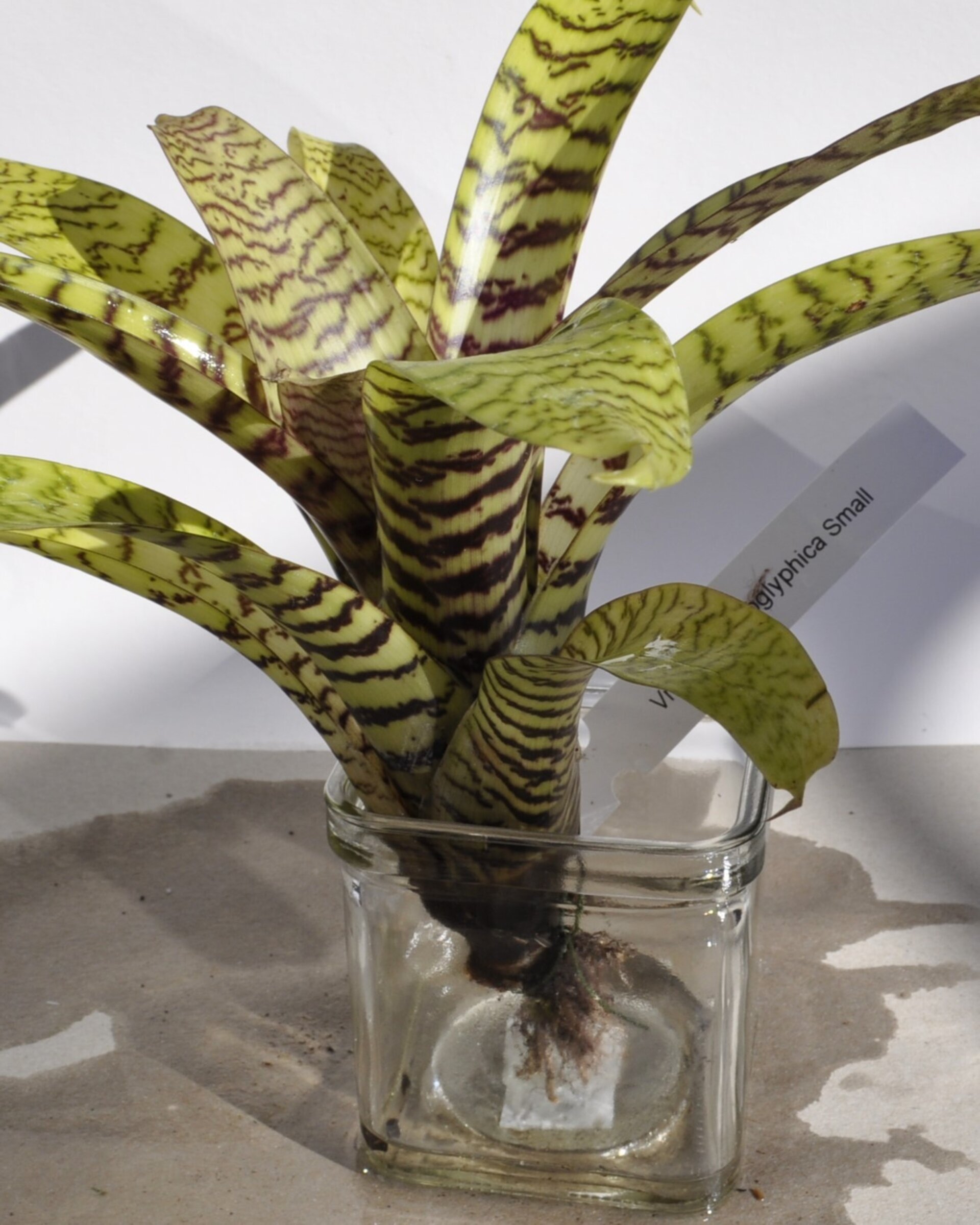Vriesea hieroglyphica (mini) - 5